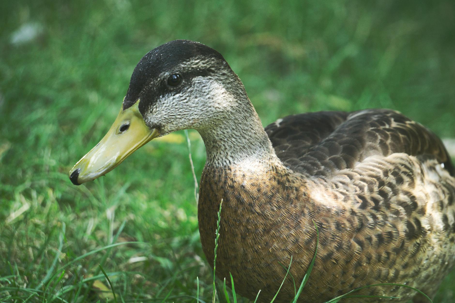 Mallard