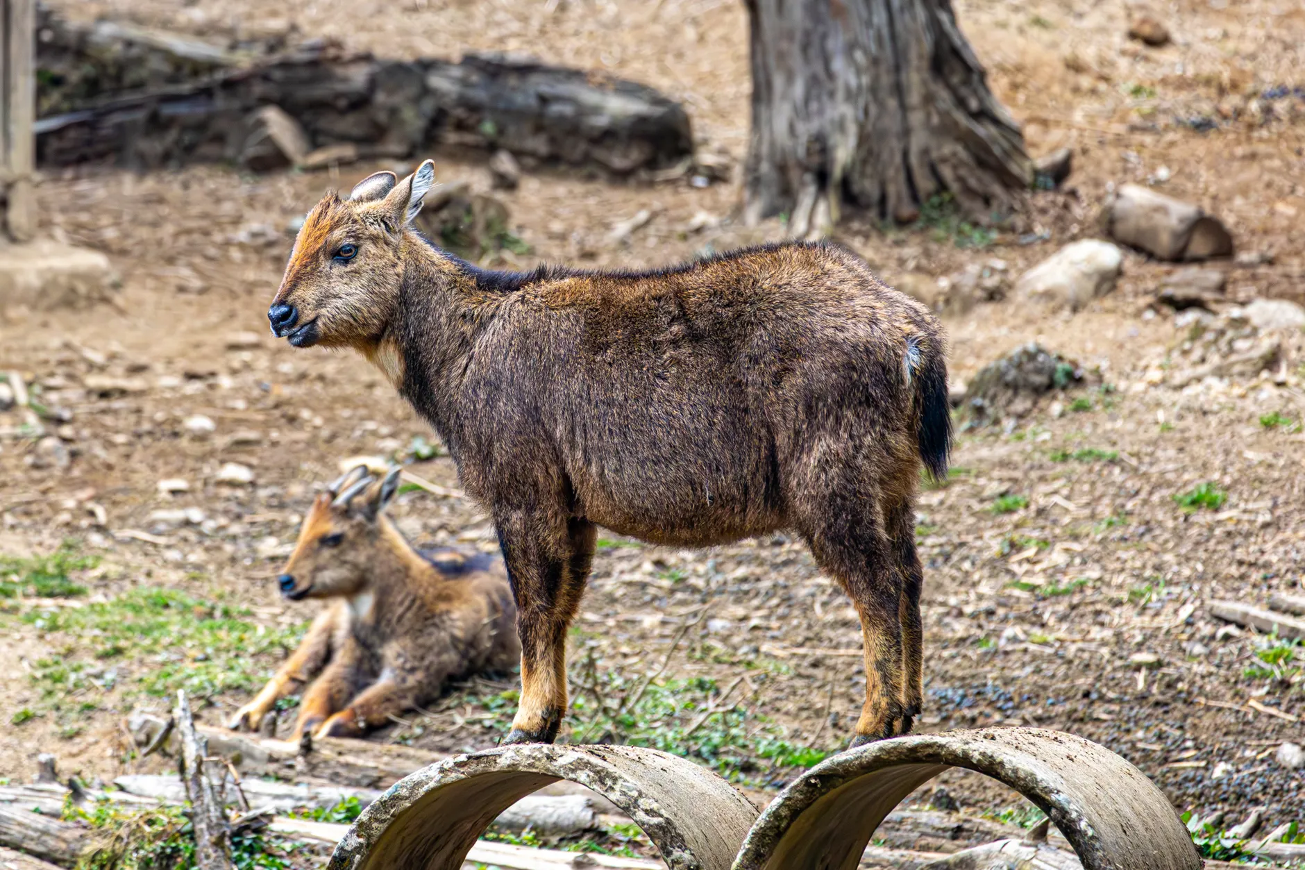 Mammal