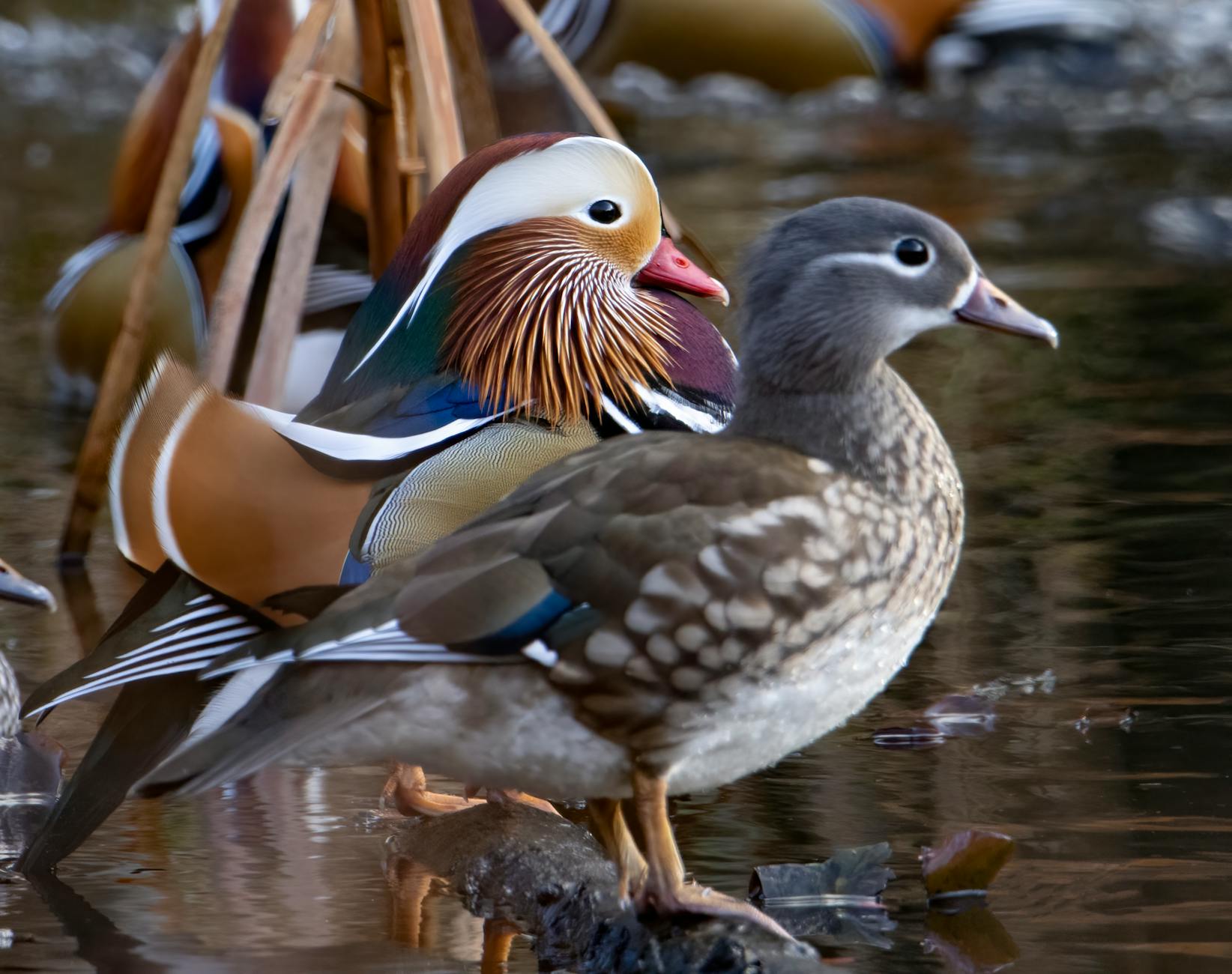 Mandarin