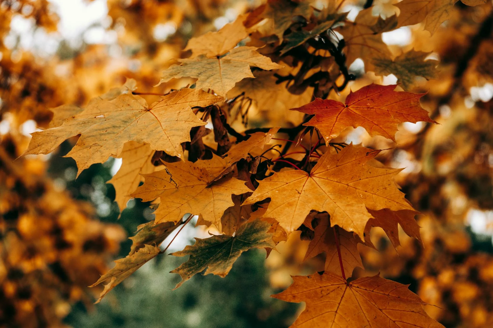 Maple