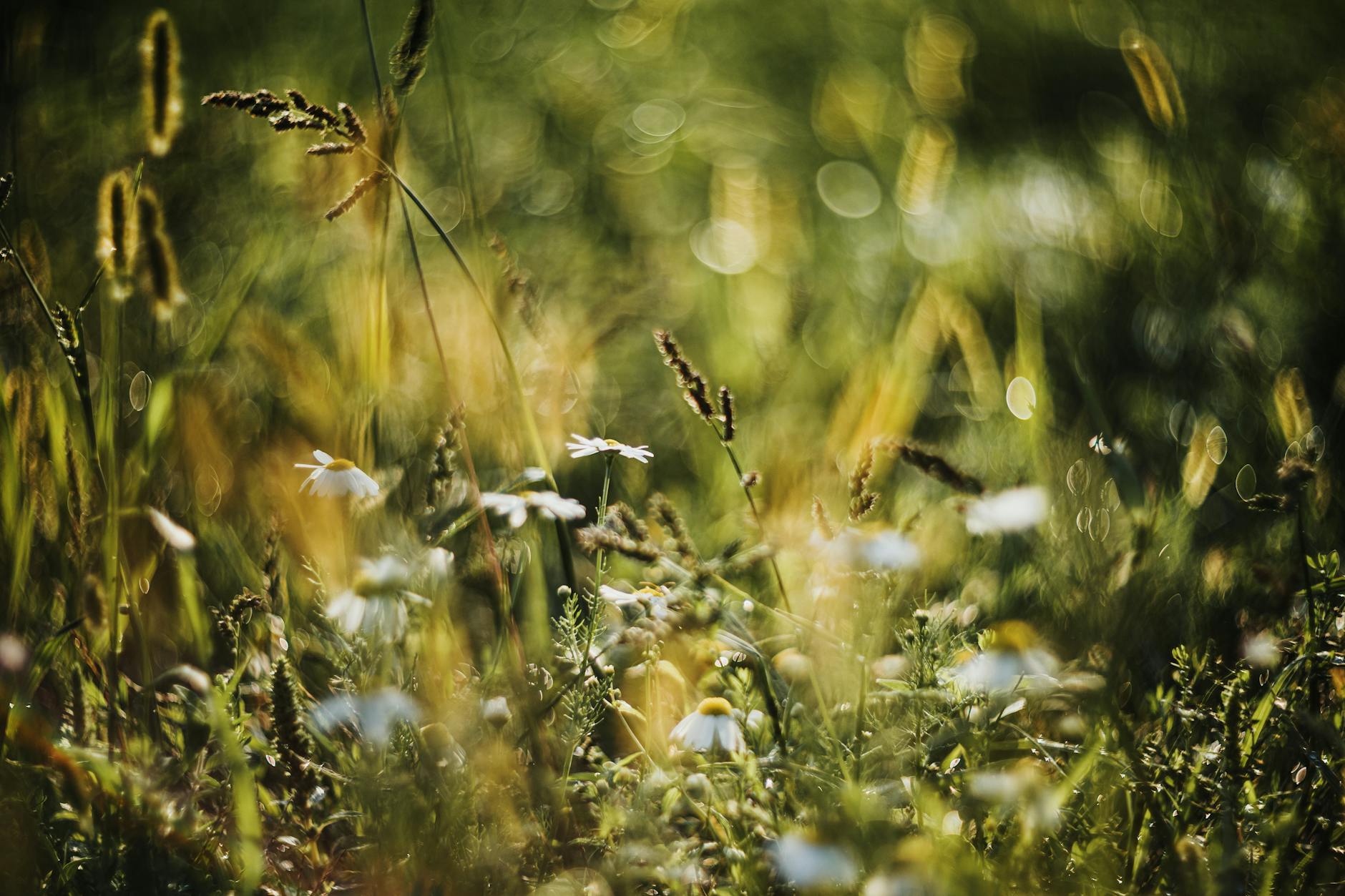Meadow (Луг) — поле с травой и цветами