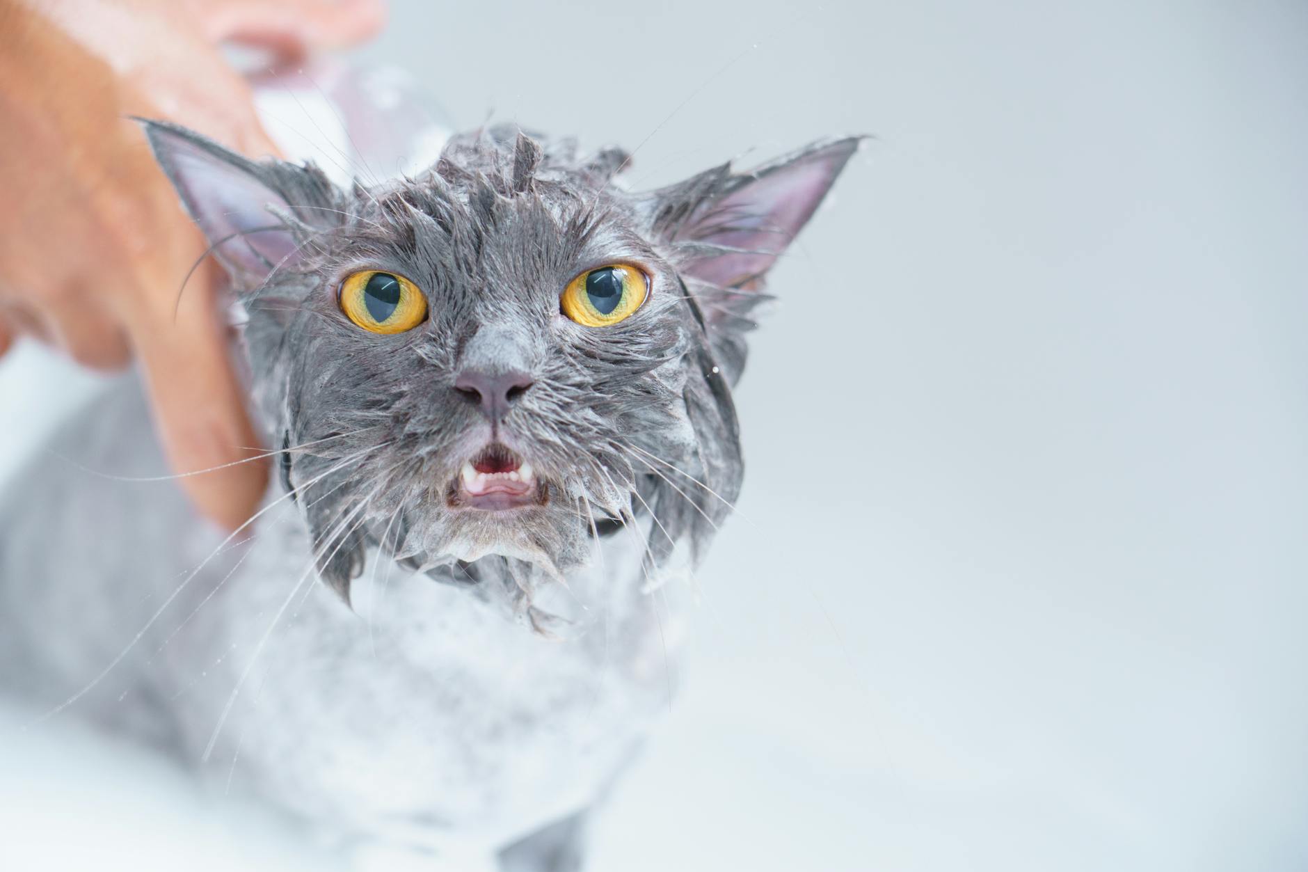 Meow