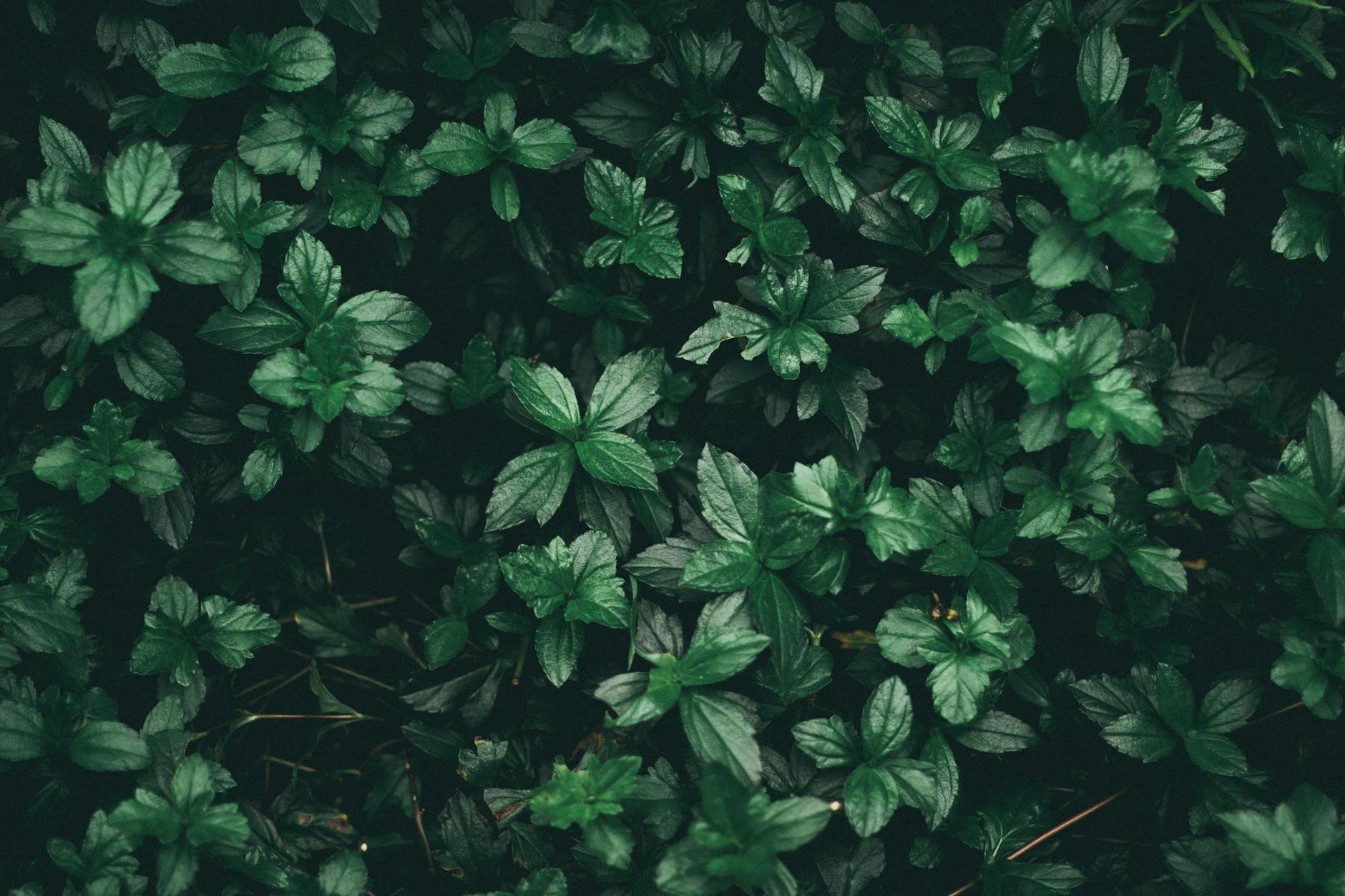 Mint