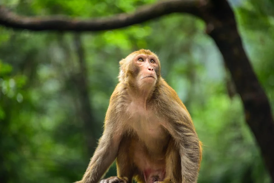 Monkey