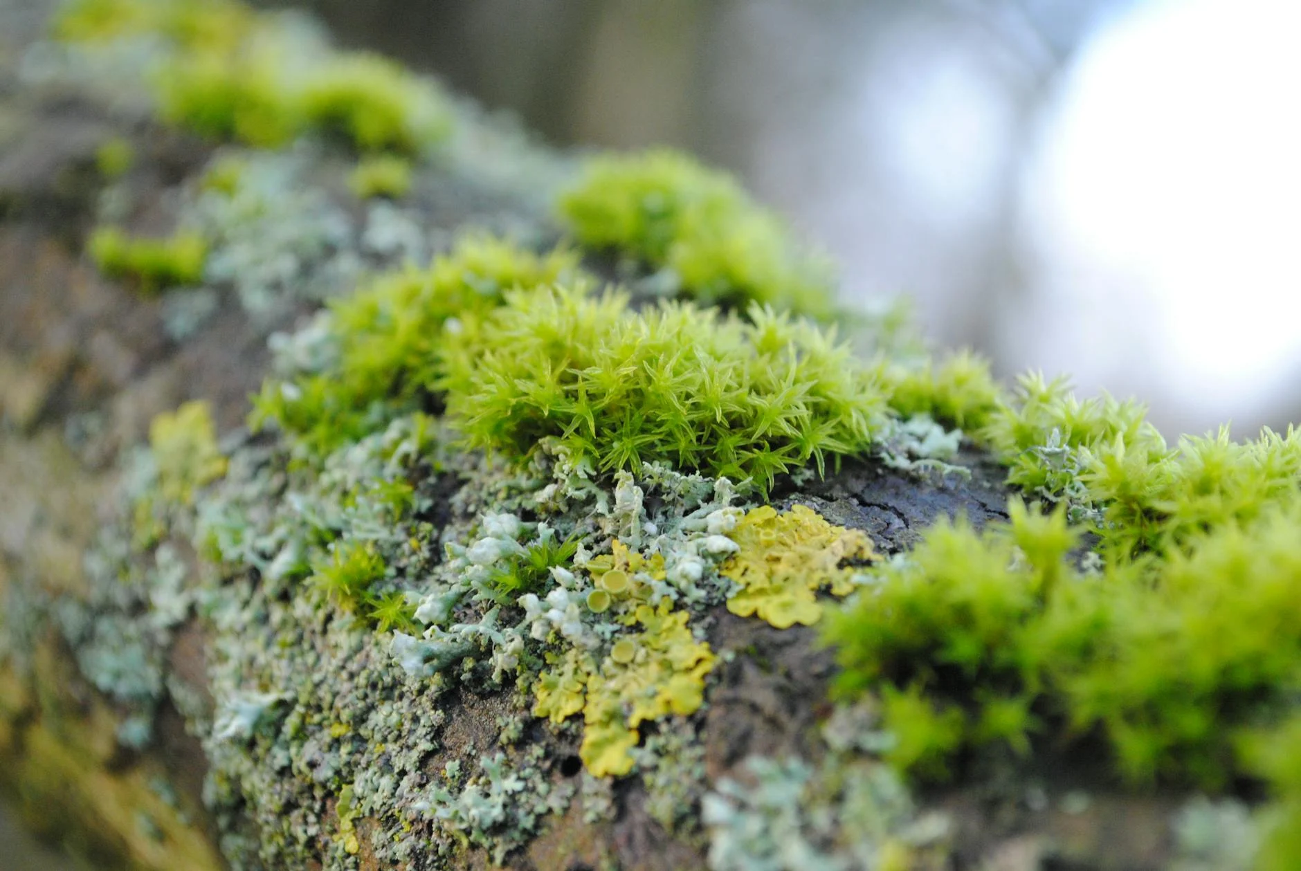 Moss (Мох) — зелёное растение, растущее на камнях и деревьях