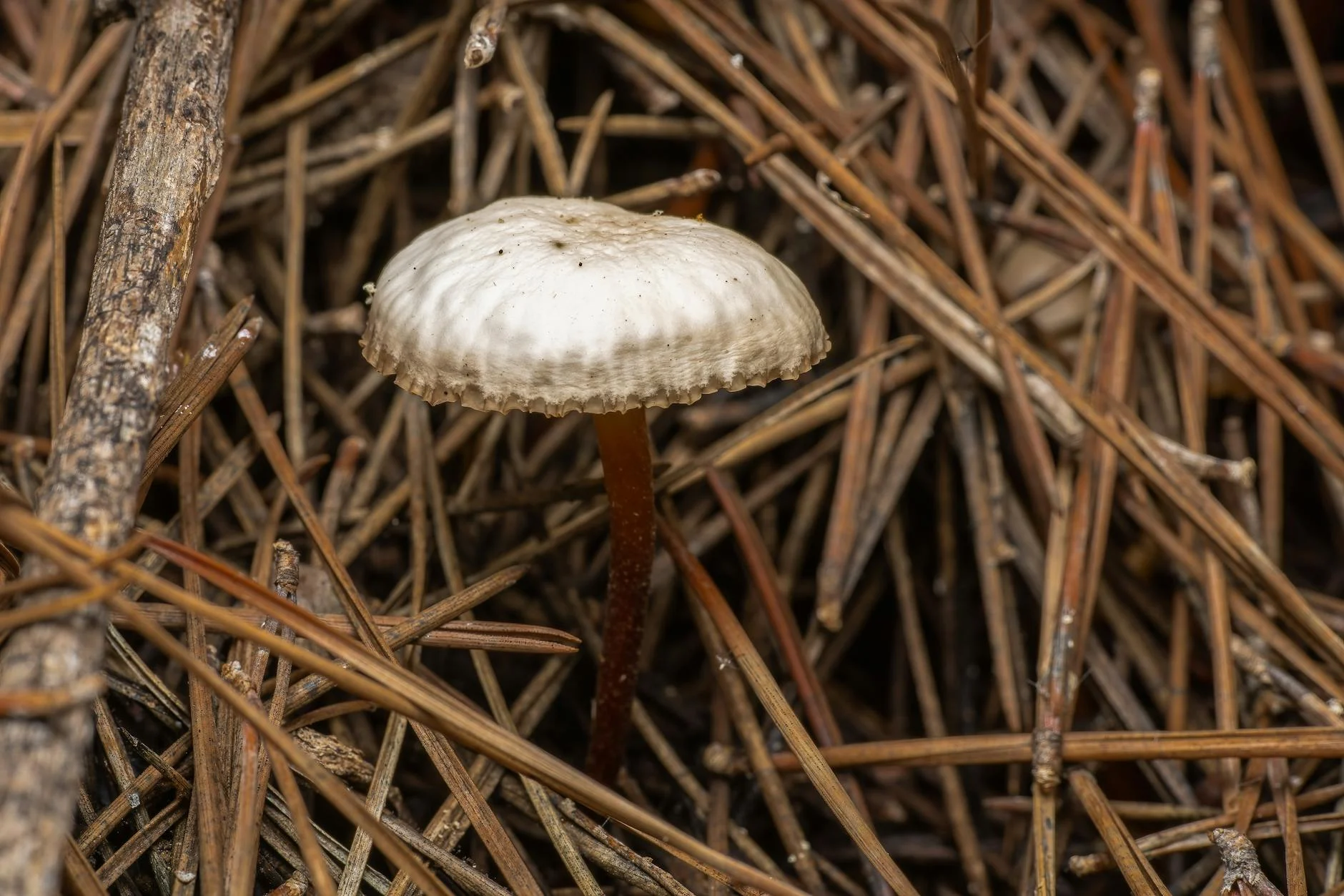 Mushroom