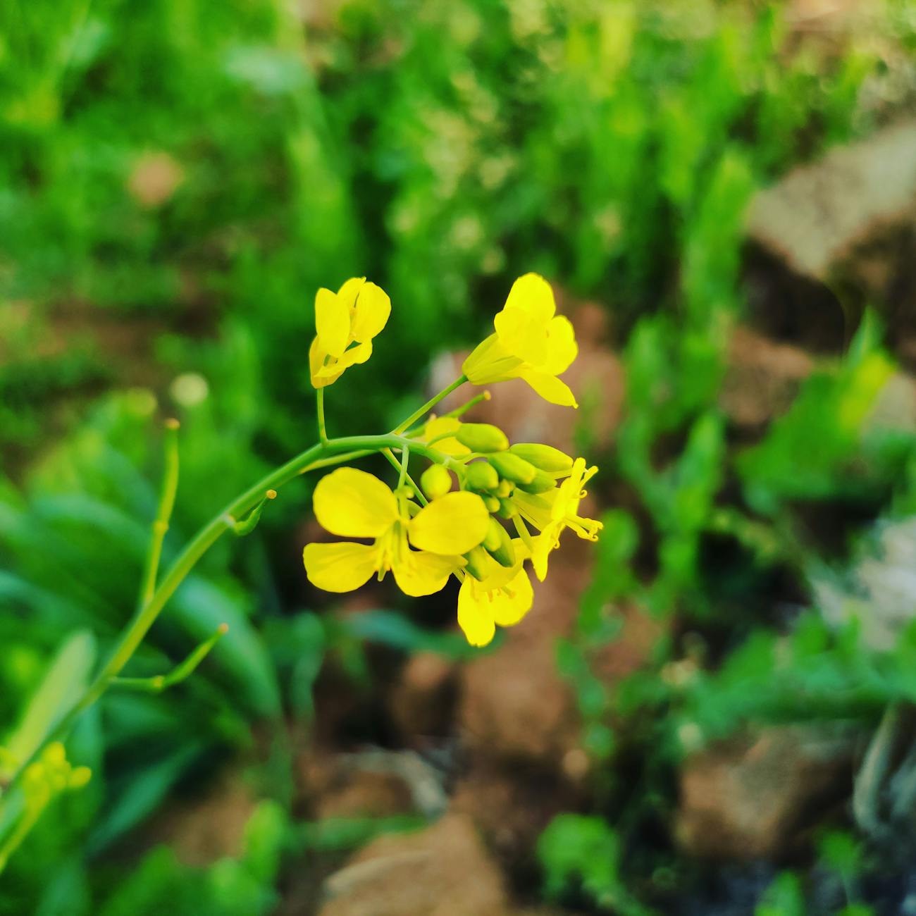 Mustard