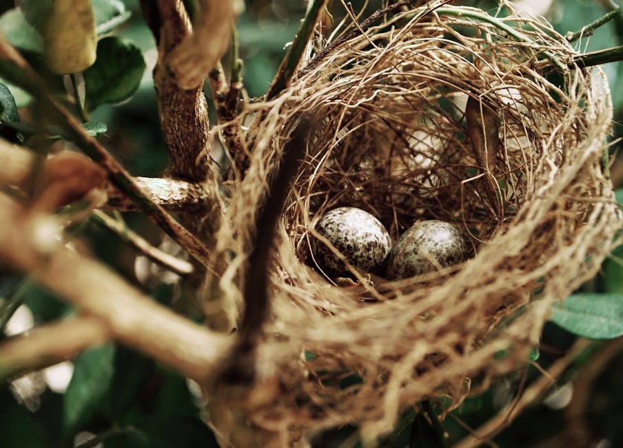 Nest