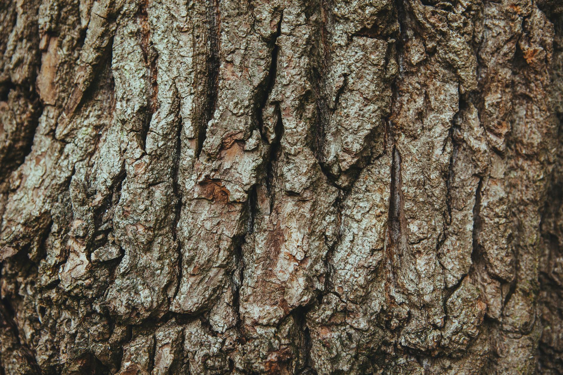 Oak