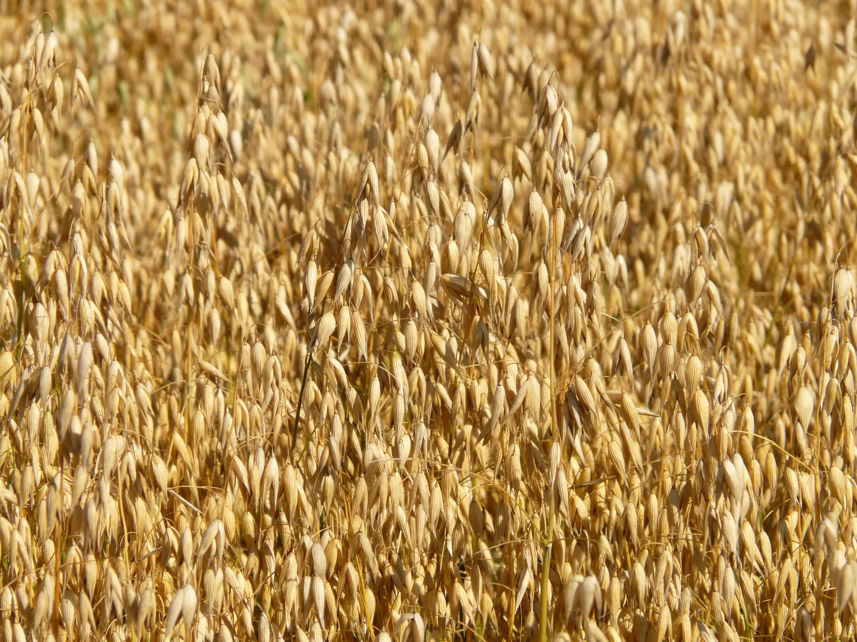 Oats