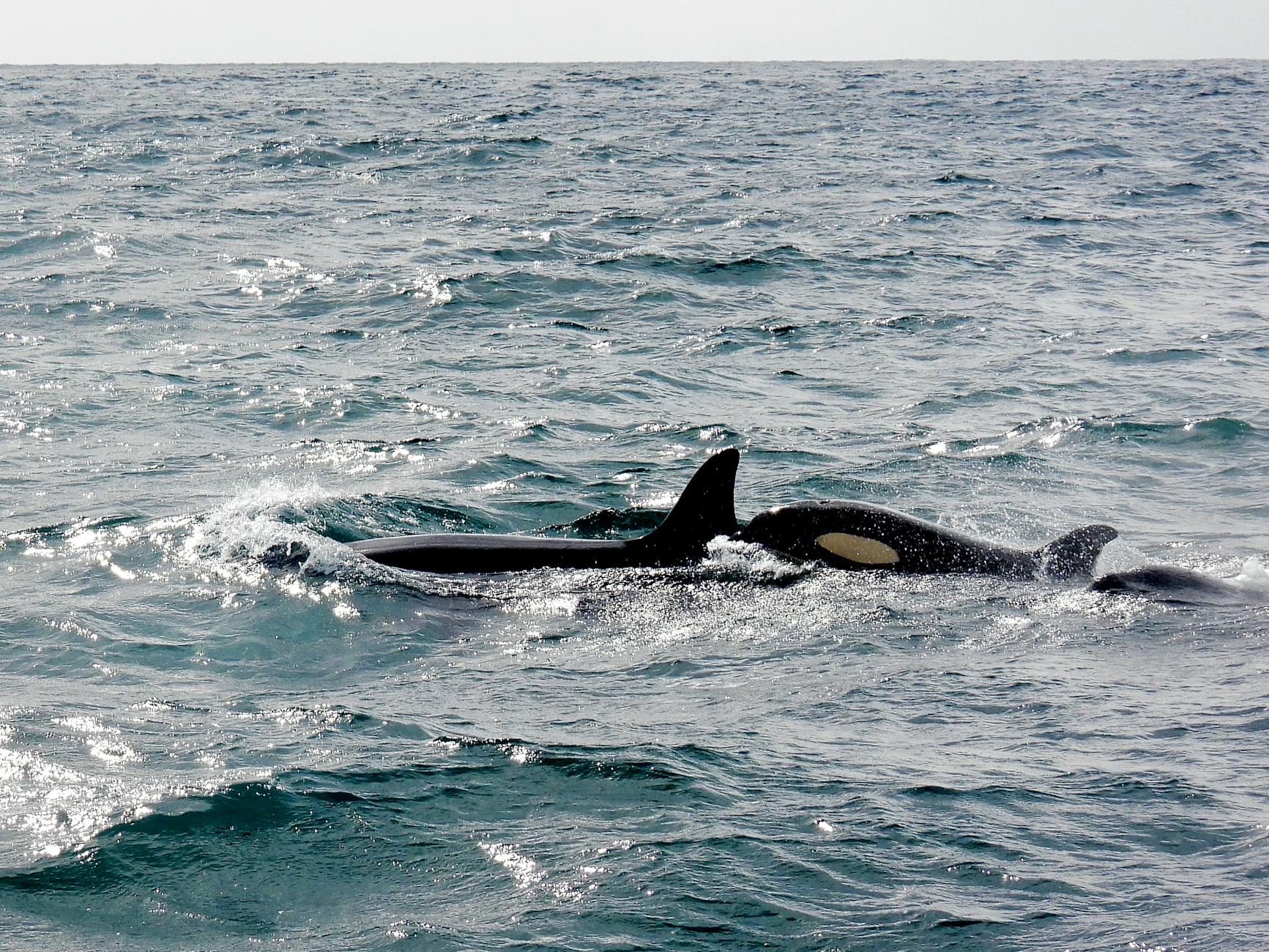 Orca