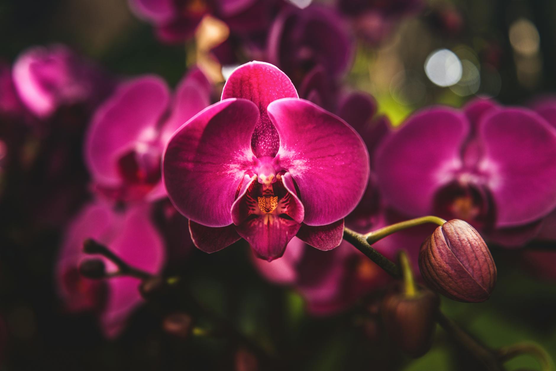 Orchid