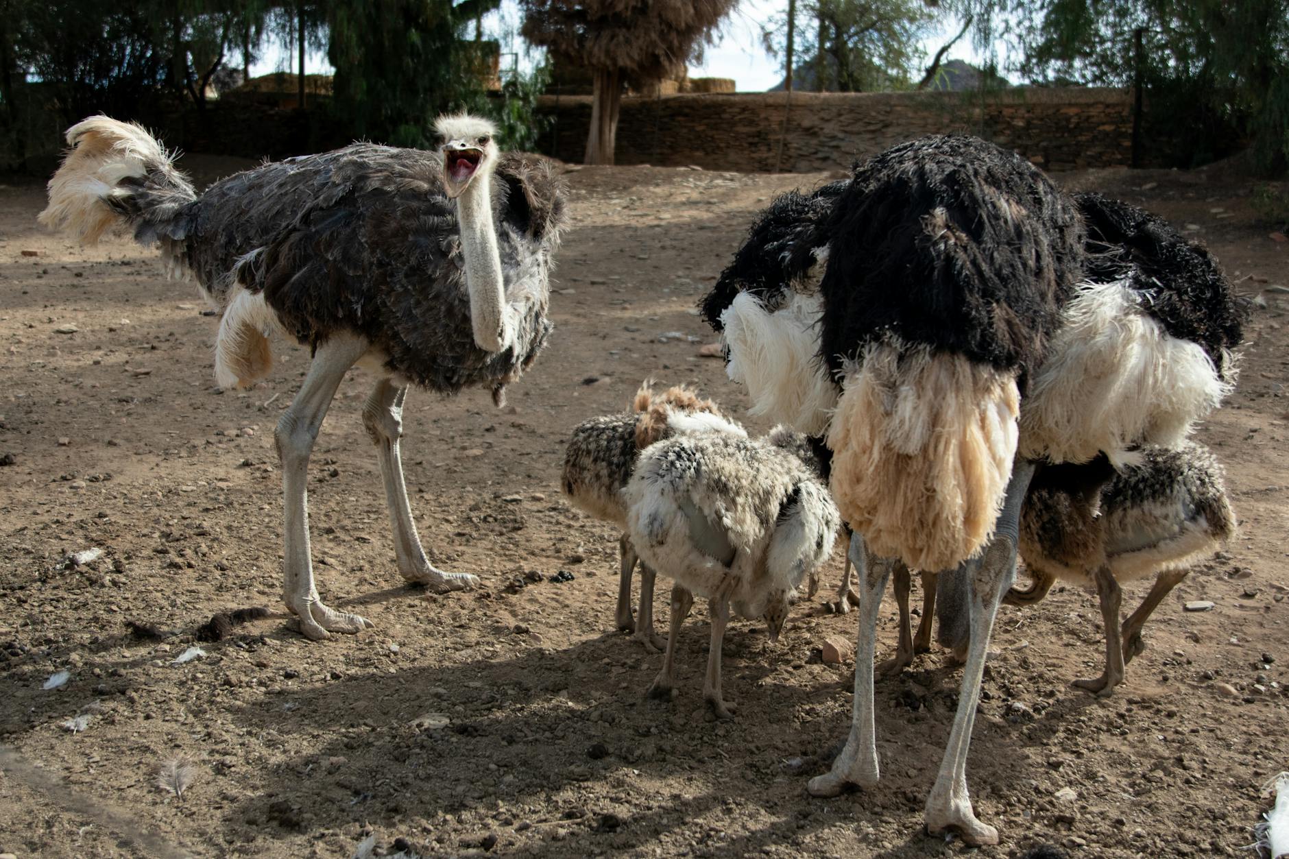 Ostrich