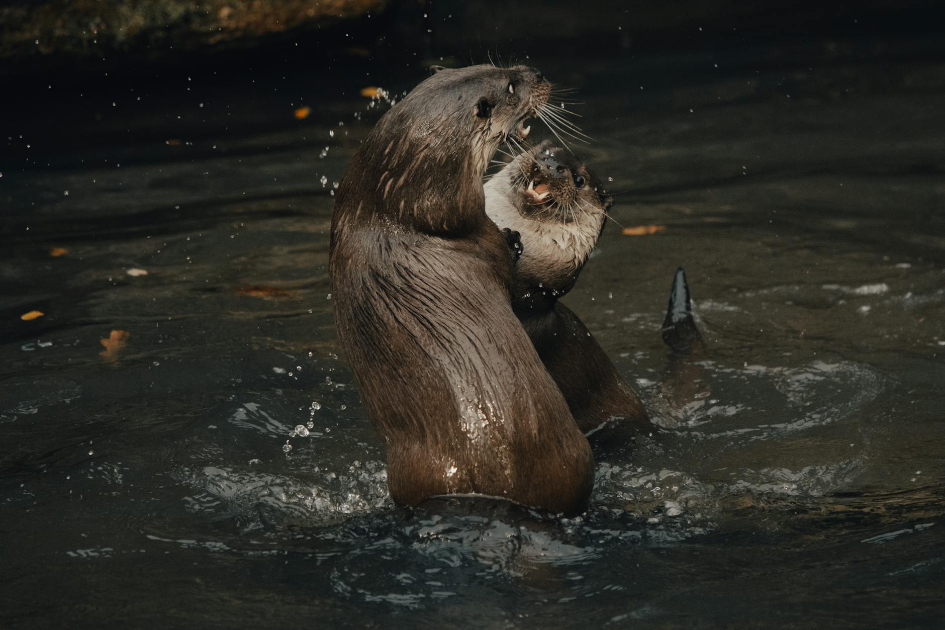 Otter