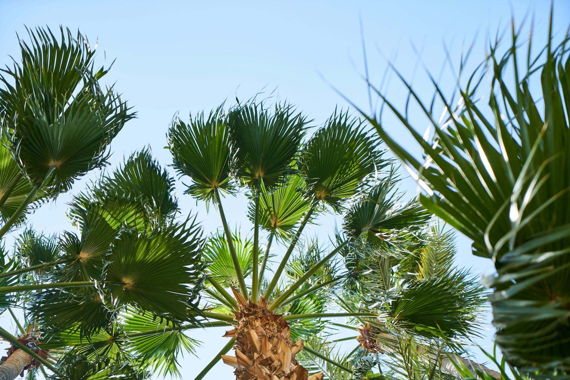 Palm