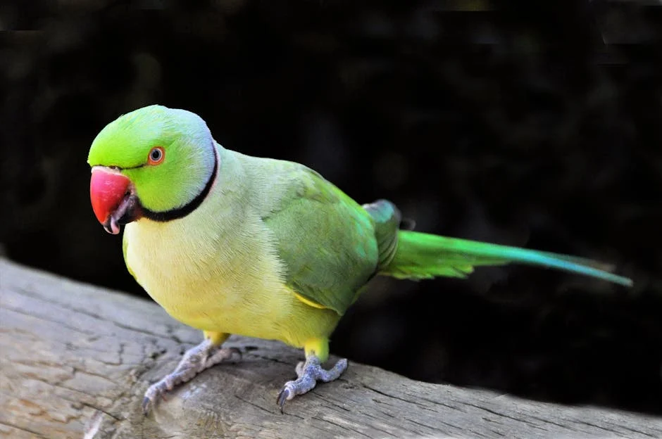 Parrot