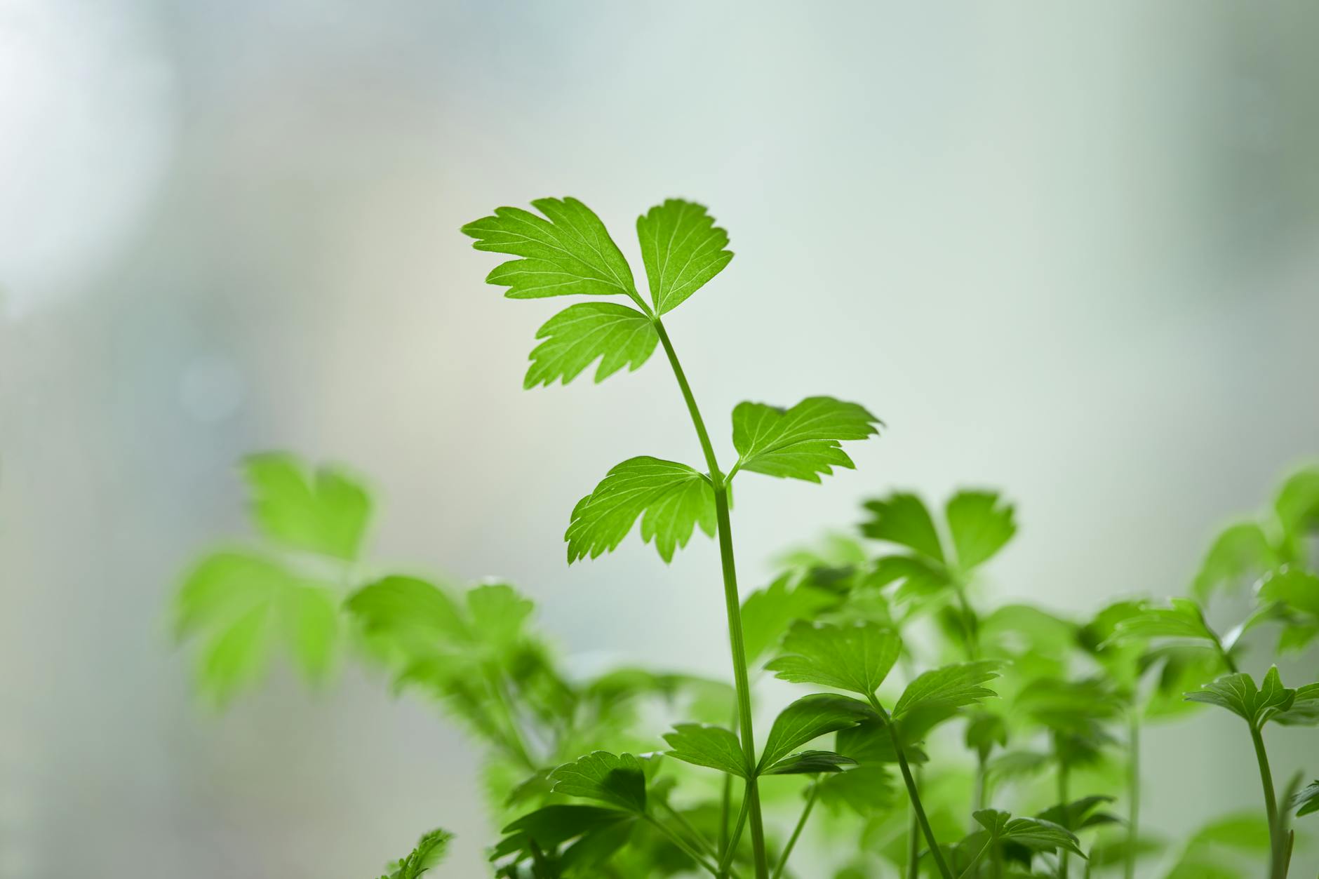 Parsley