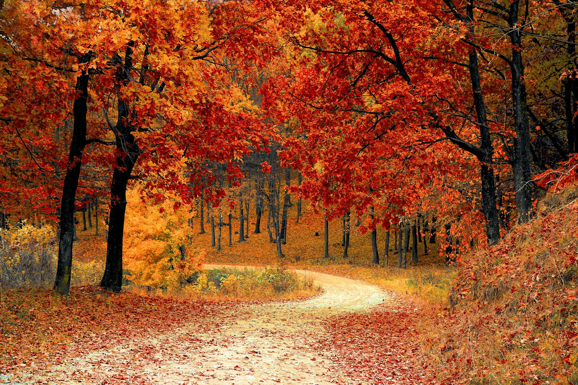 Path