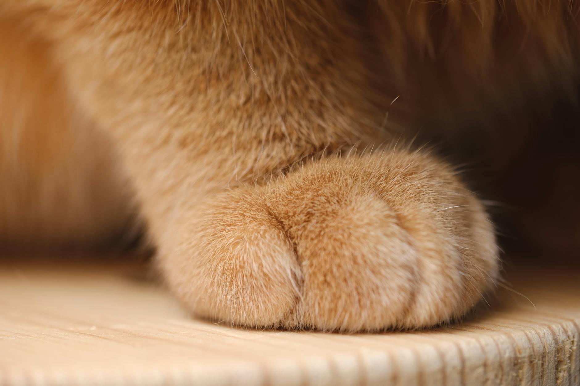 Paw