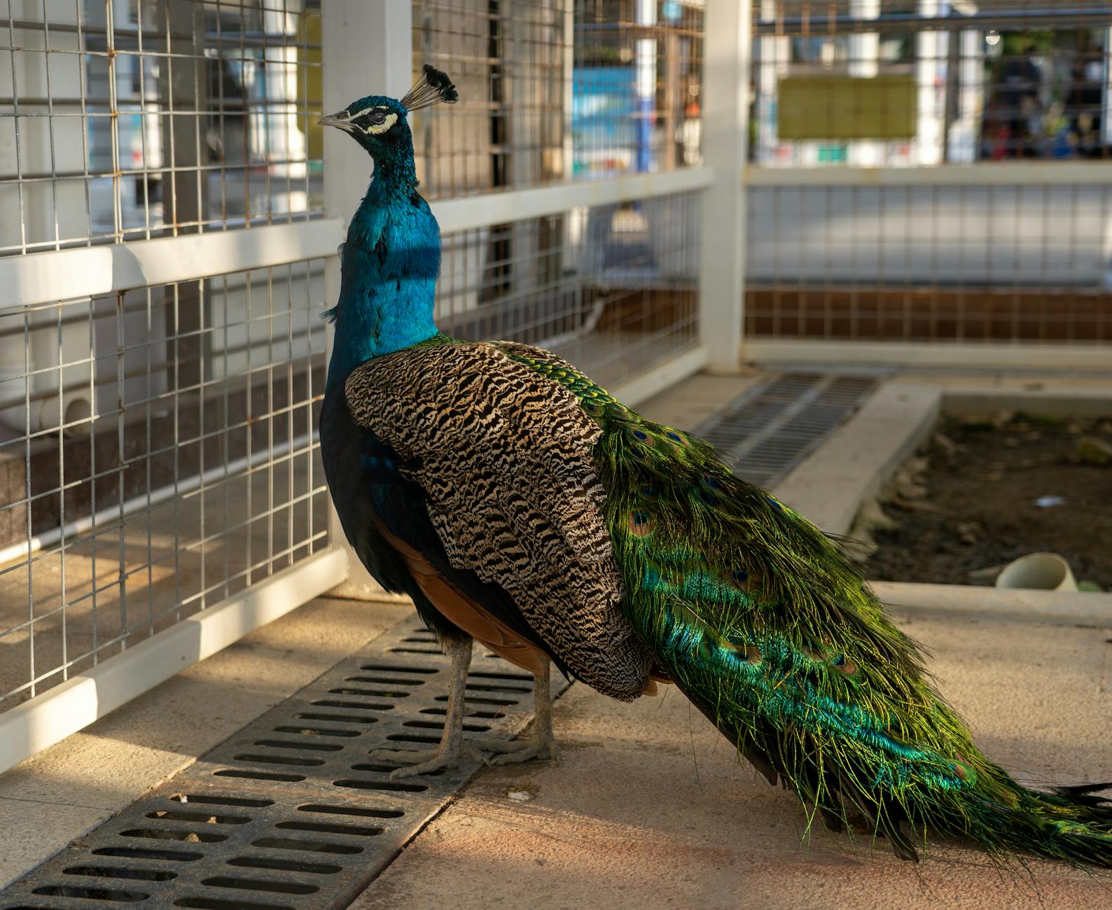 Peacock