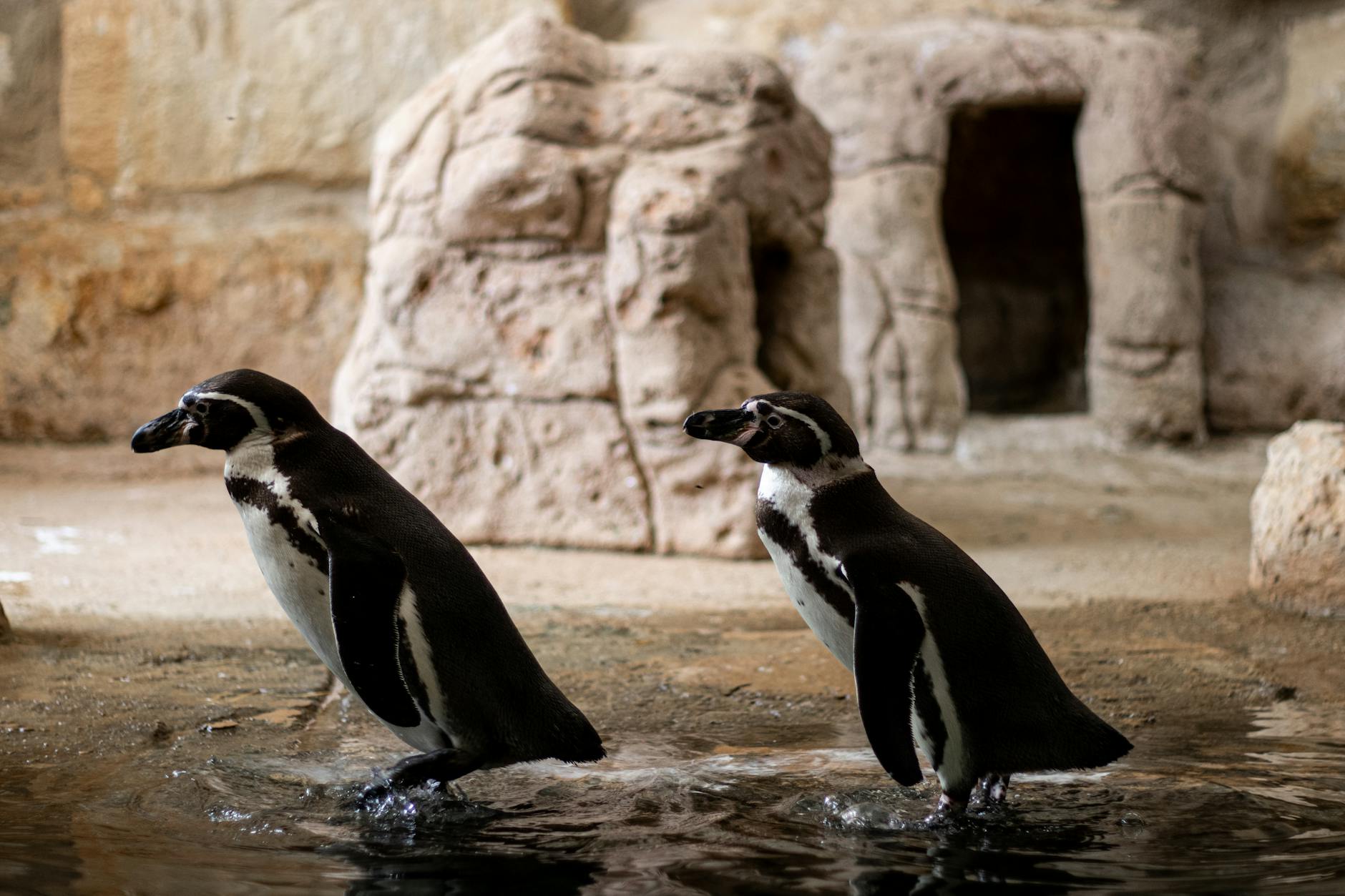 Penguin (Пингвин) — нелетающая птица, обитающая в холодных регионах