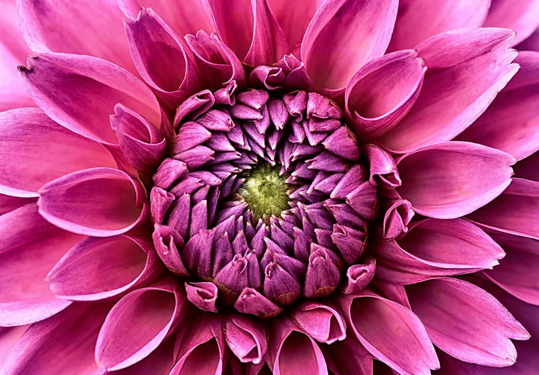 Petal