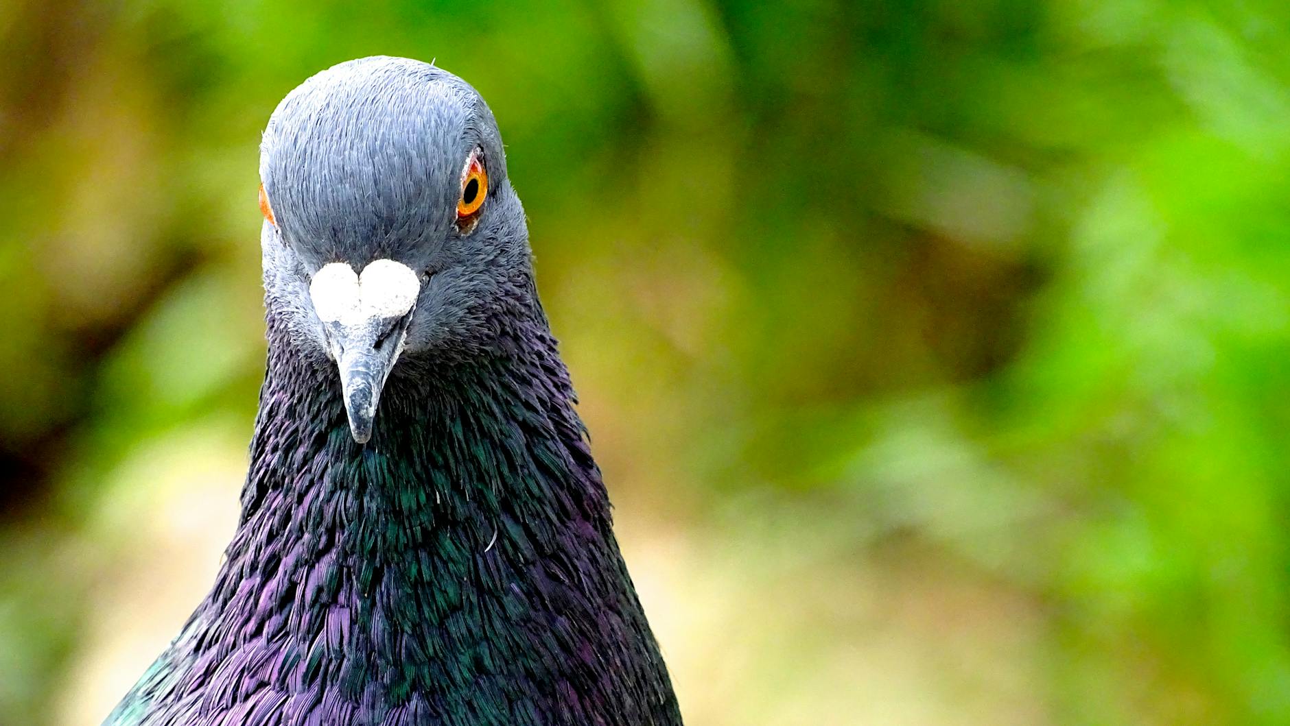 Pigeon