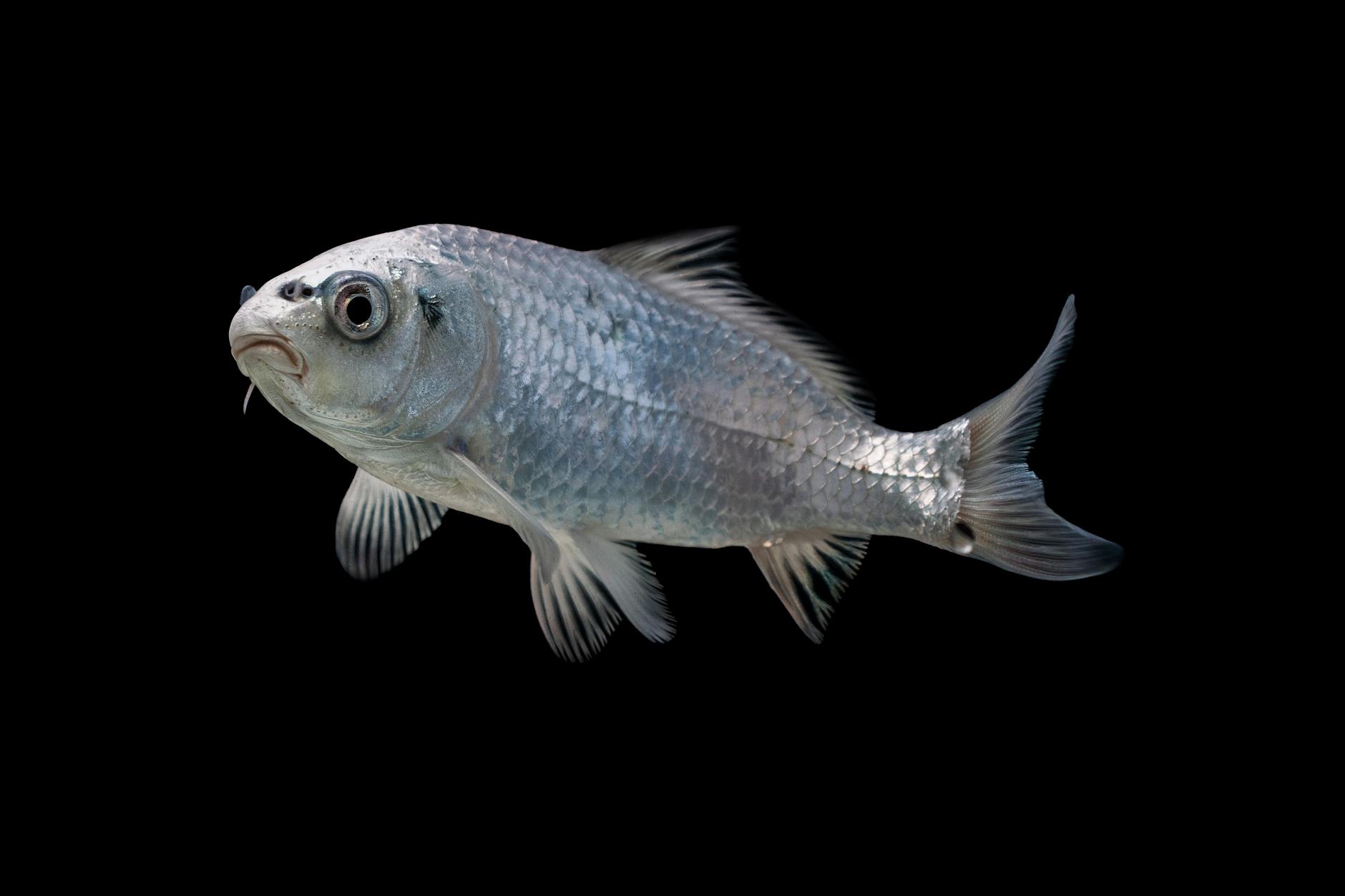 Pisces