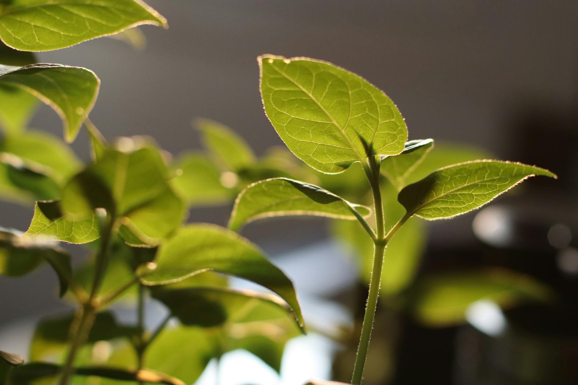 Plant (Растение, Завод) — живой организм или промышленное предприятие