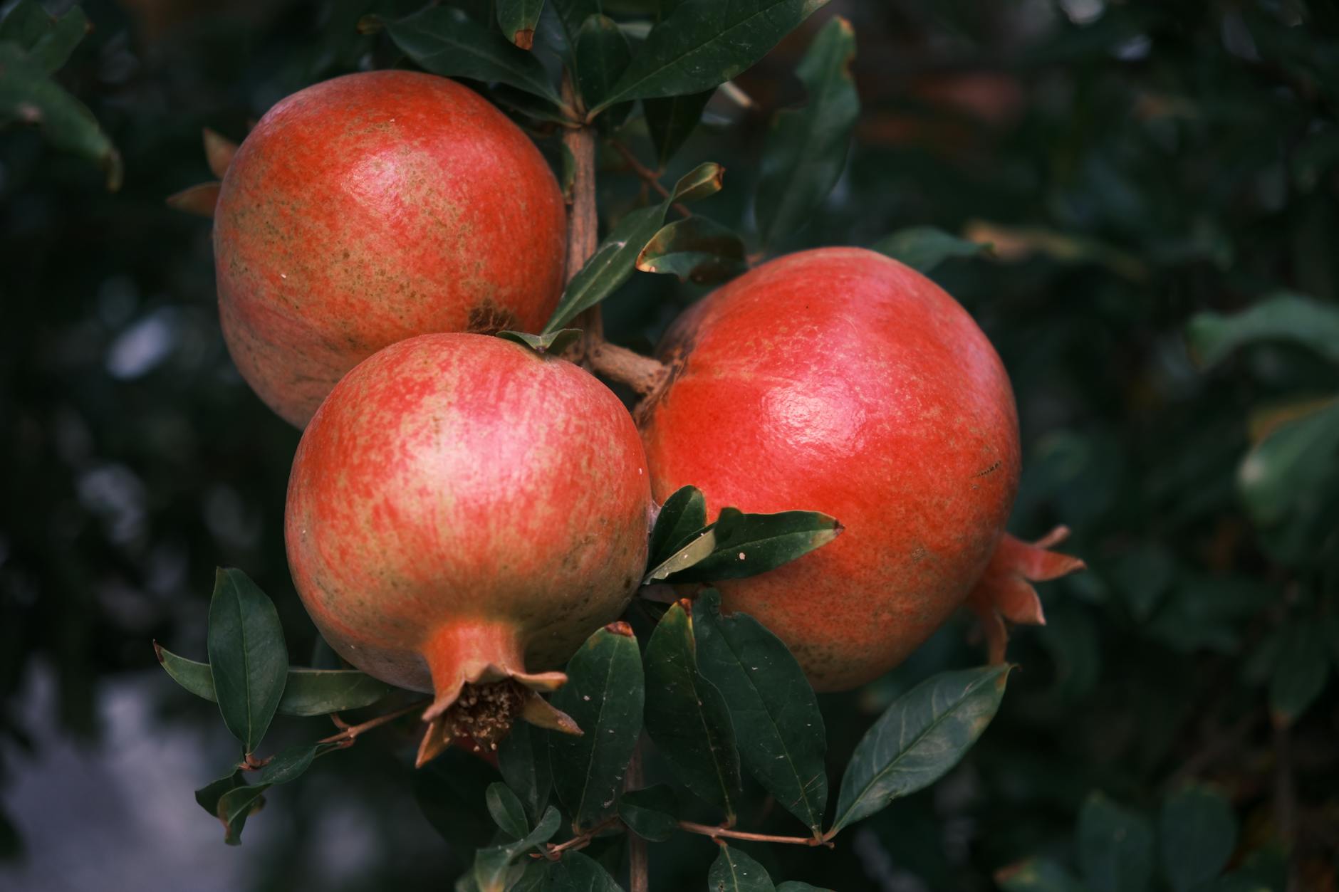 Pomegranate