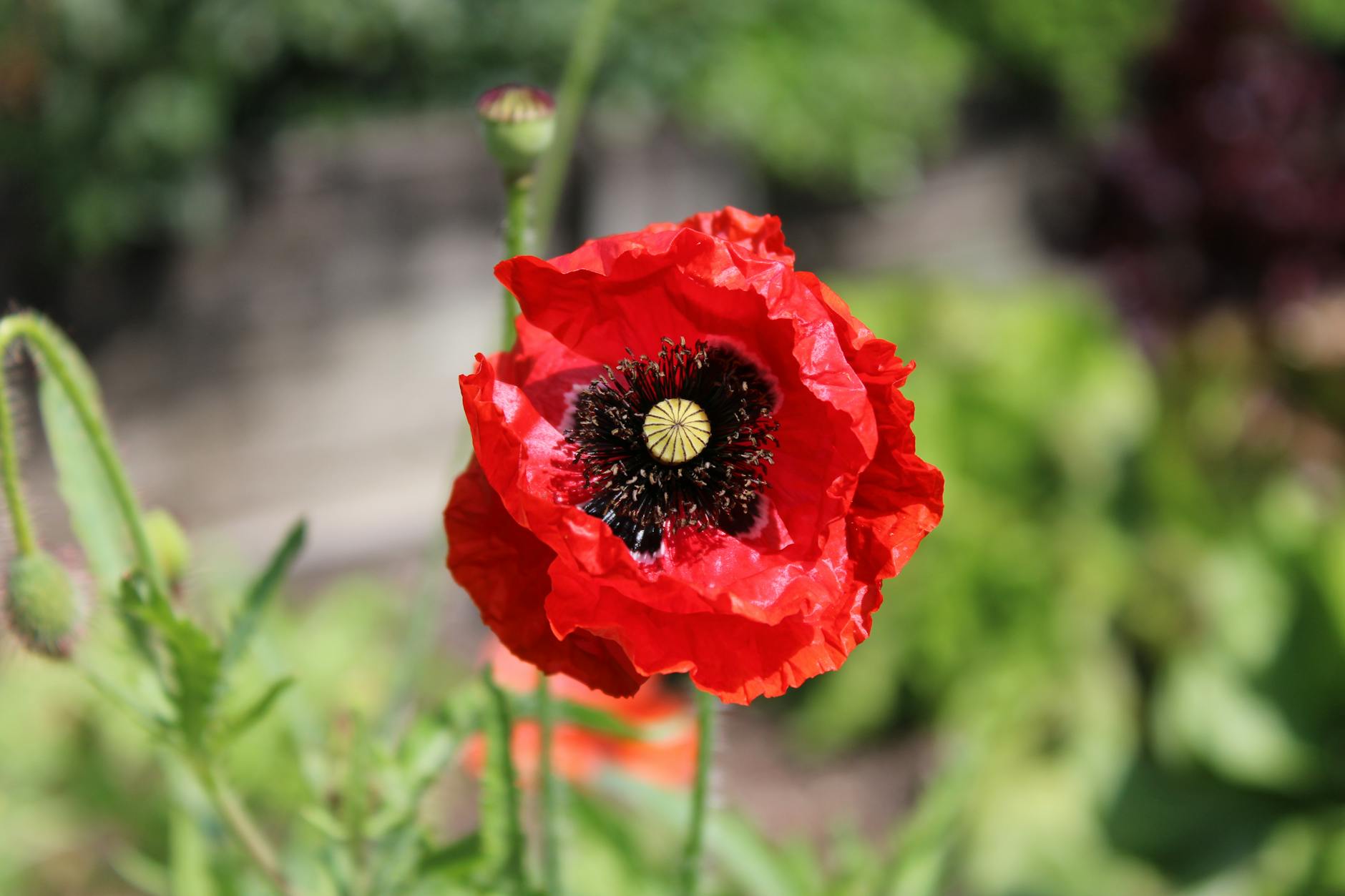 Poppy (Мак) — красный цветок и семена