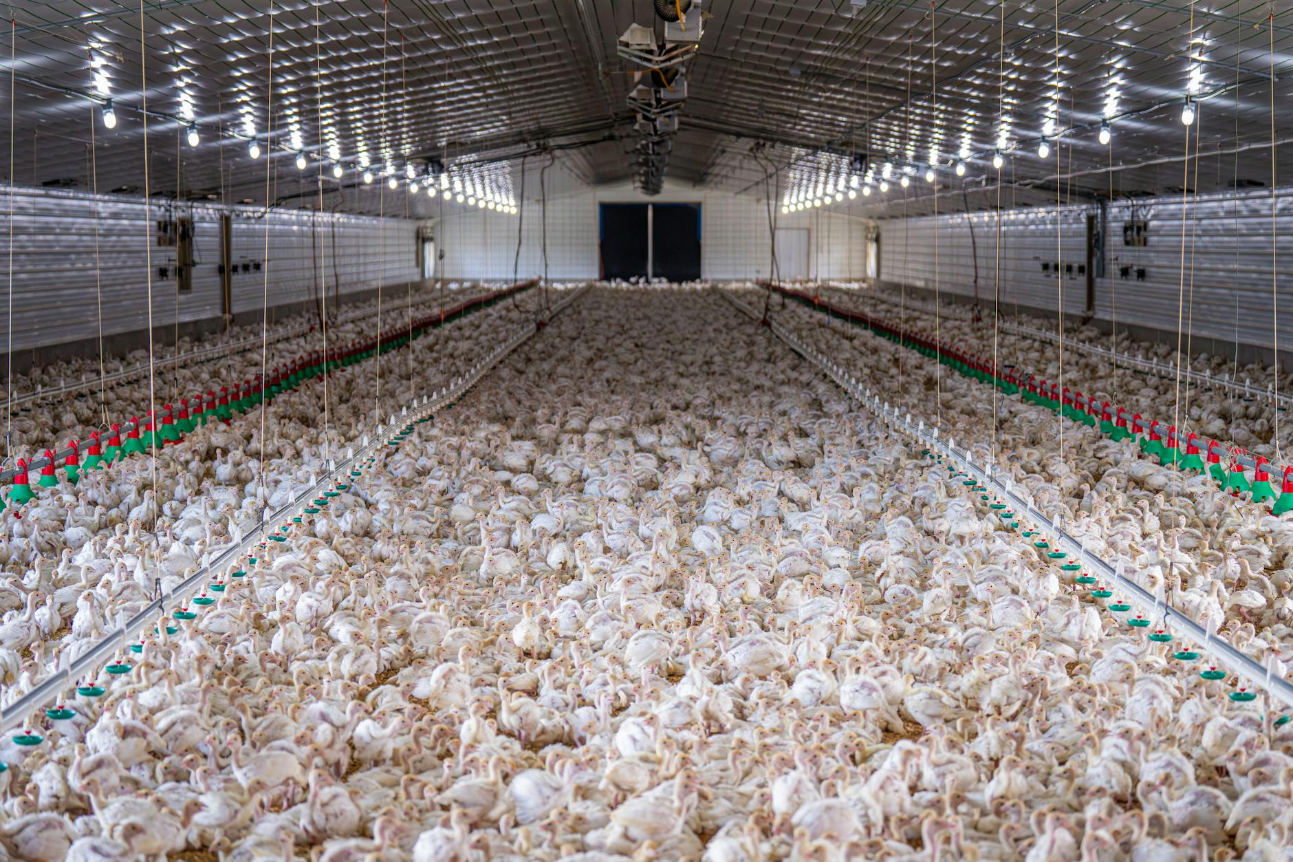 Poultry