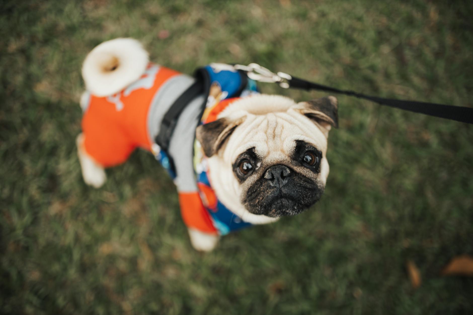 Pug