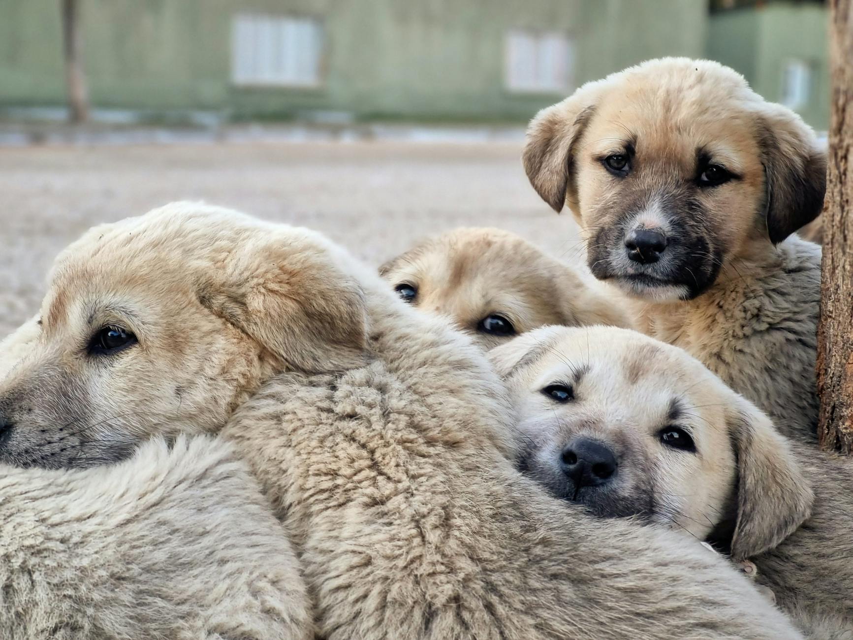 Puppy