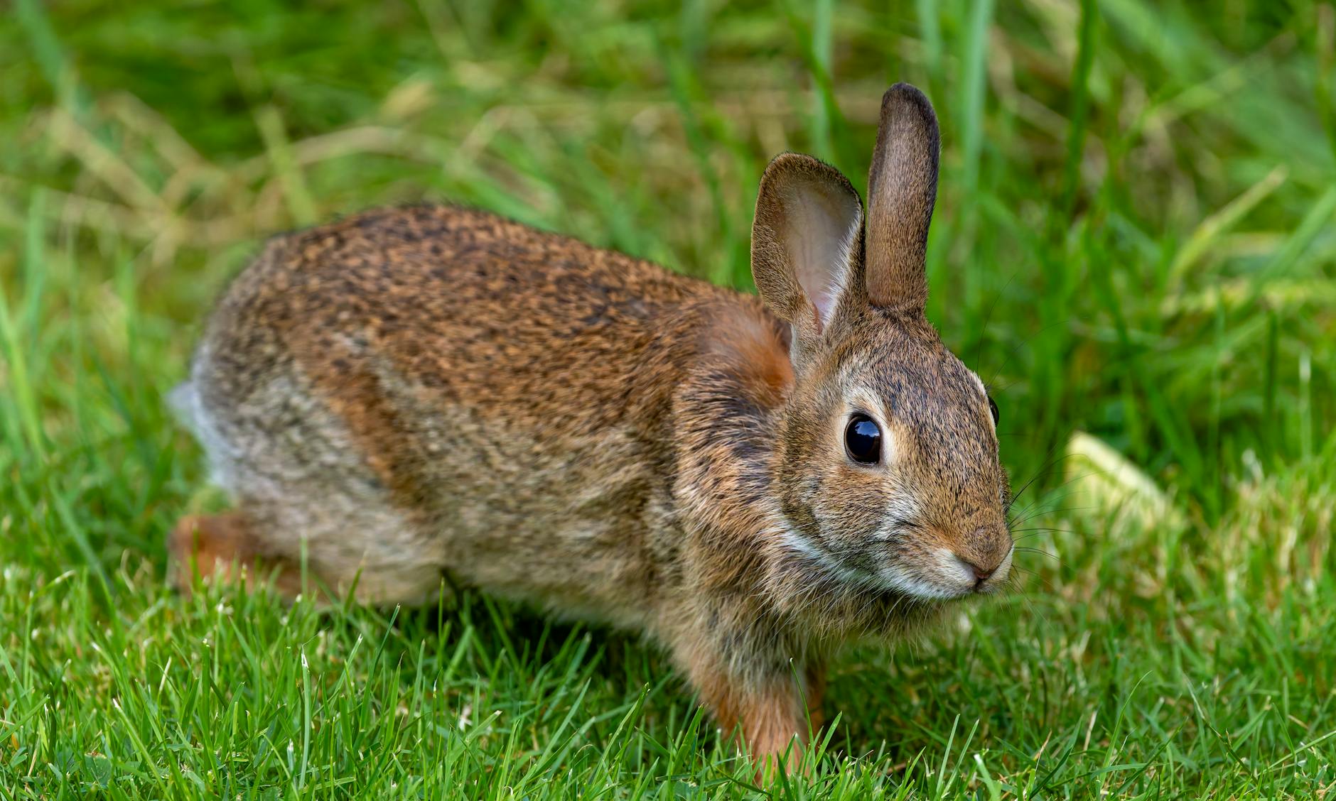 Rabbit