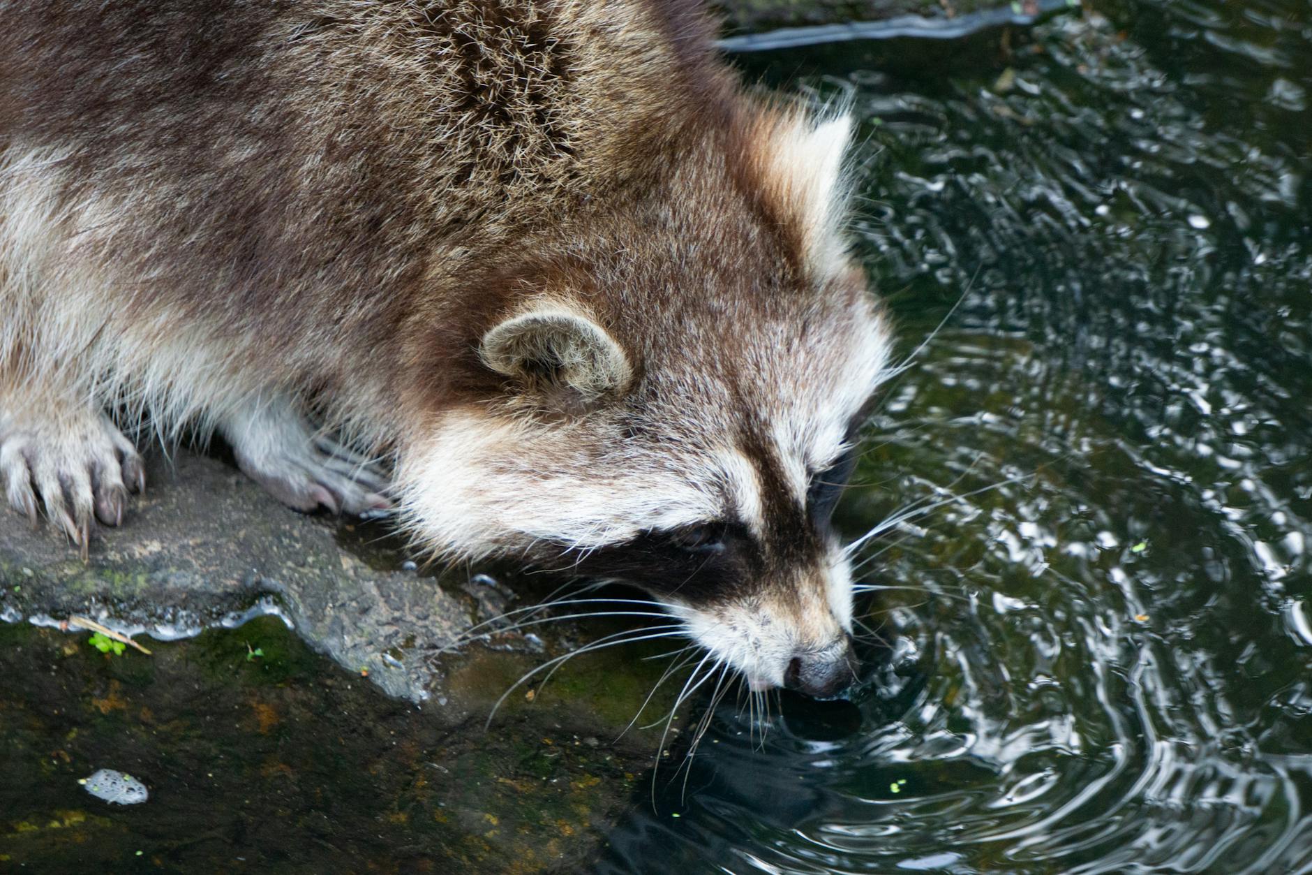 Raccoon (Енот) — ночное животное с маской на глазах