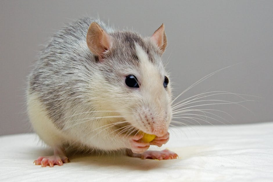 Rat (Крыса) — умное и социальное животное