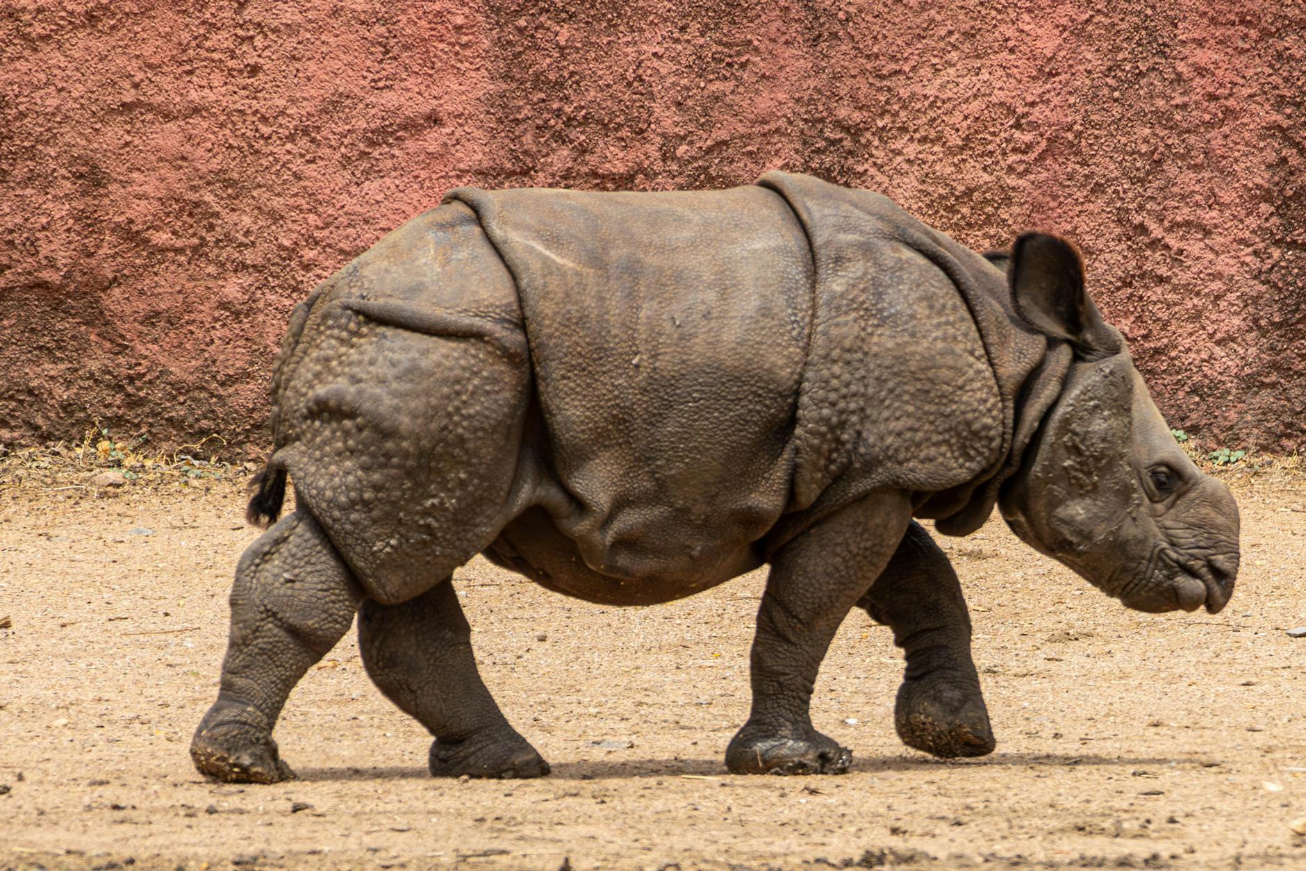 Rhino (Носорог) — крупное животное с рогом