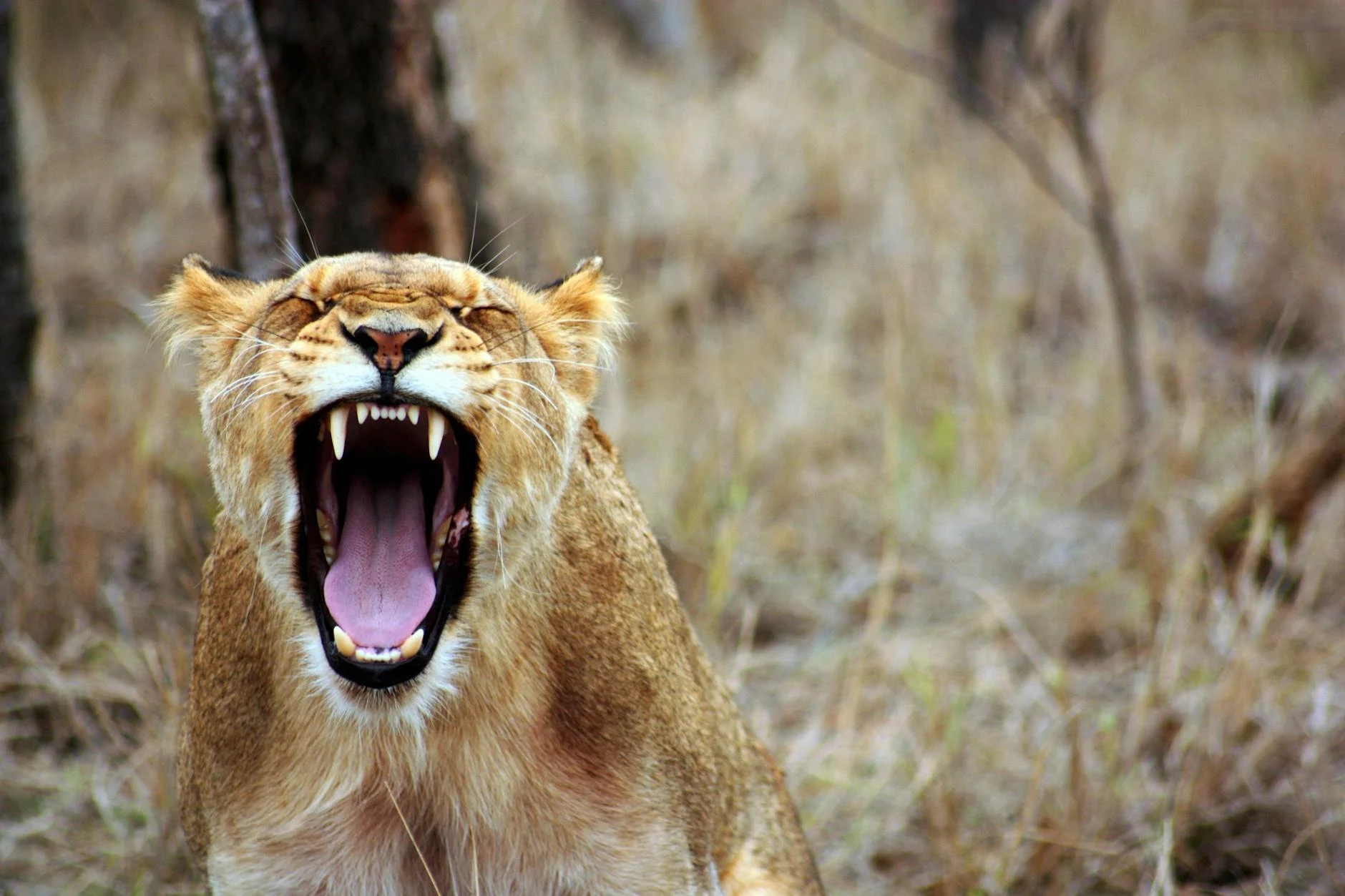 Roar