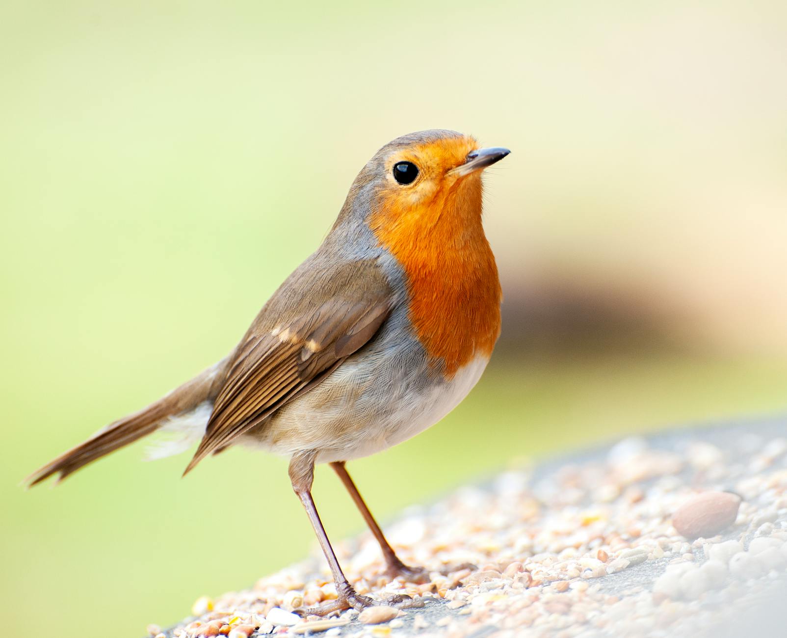 Robin