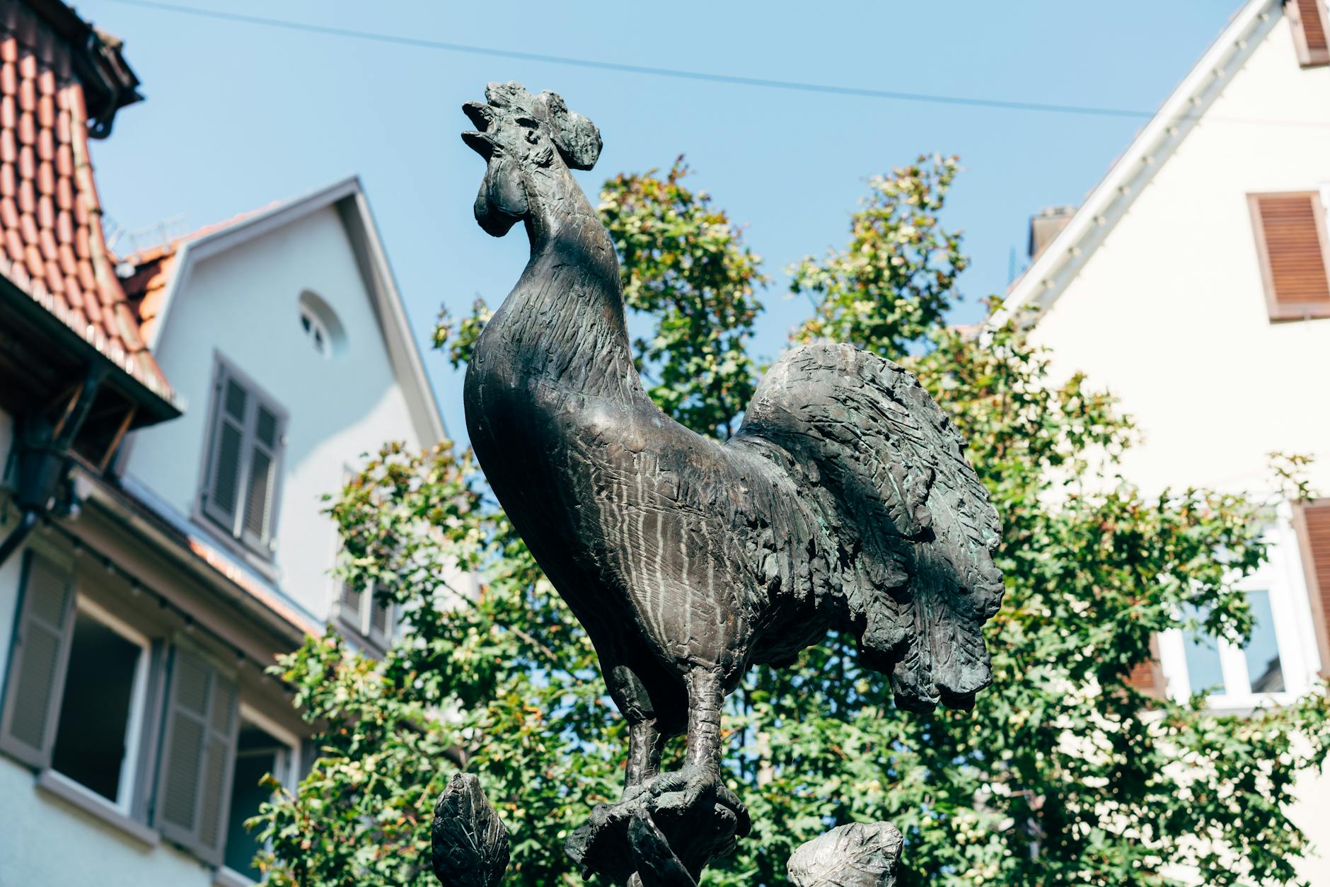 Rooster (Петух) — яркая птица, самец курицы
