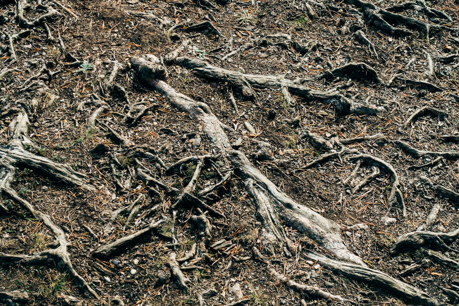 Root