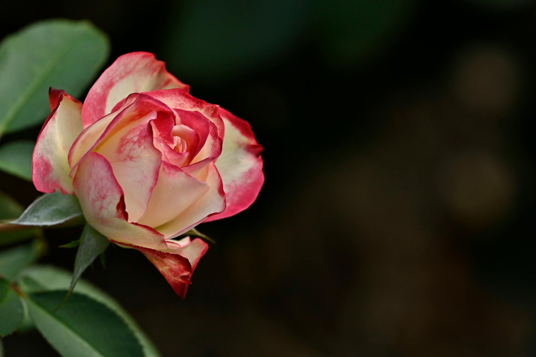 Rose (Роза) — красивый цветок