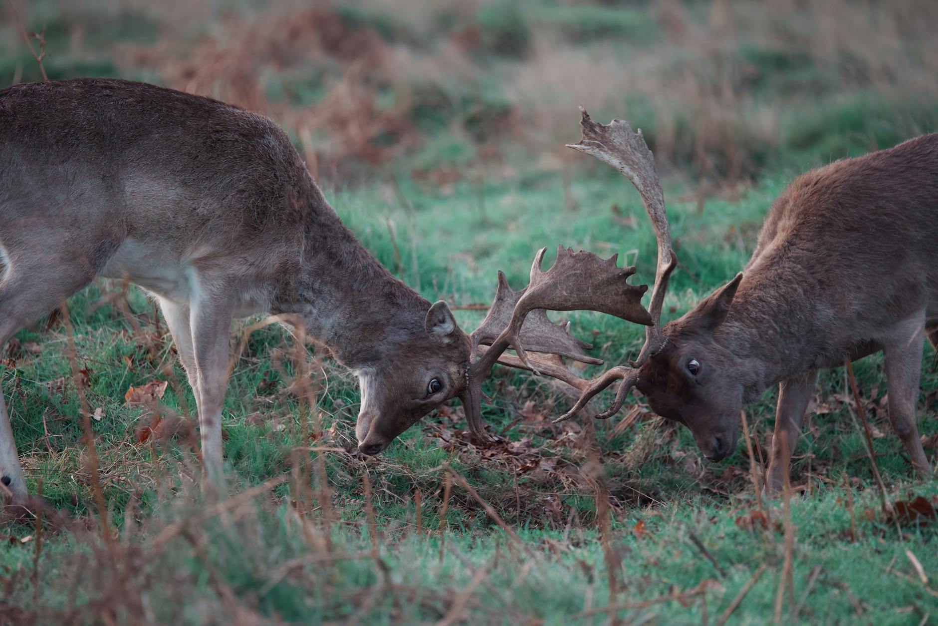 Rut
