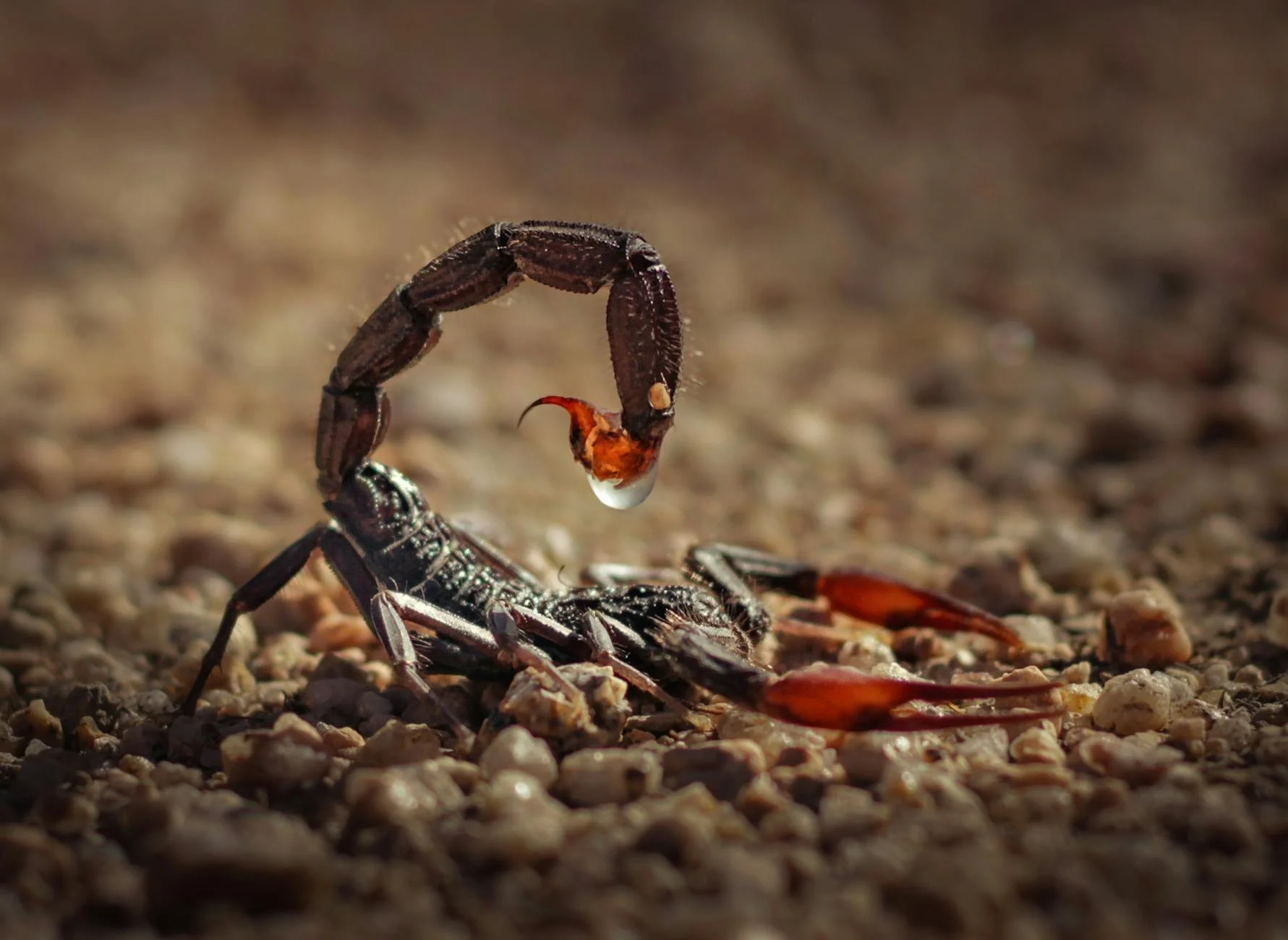 Scorpion (Скорпион) — животное с клешнями и хвостом