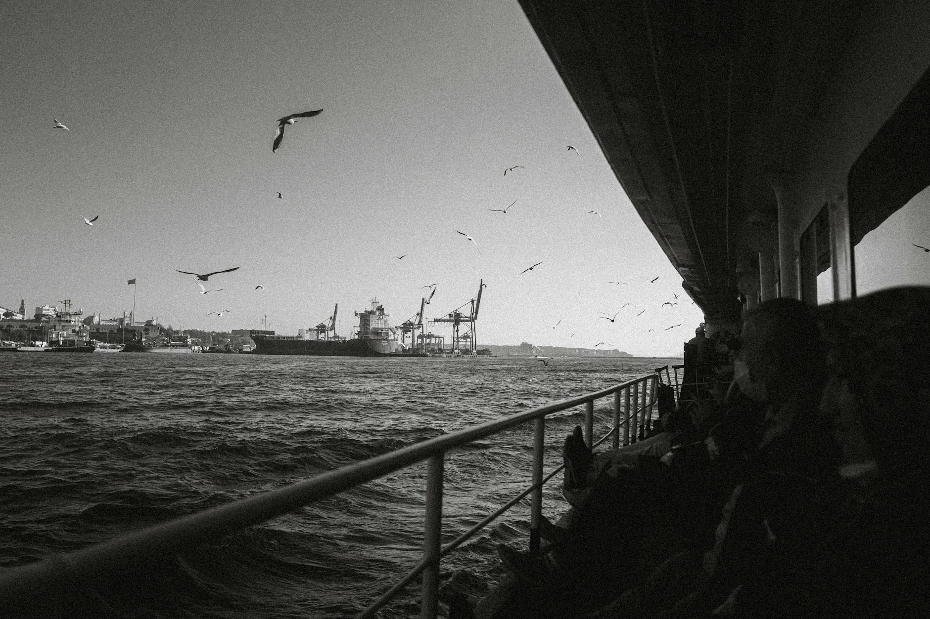 Seagull (Чайка) — морская птица у побережья