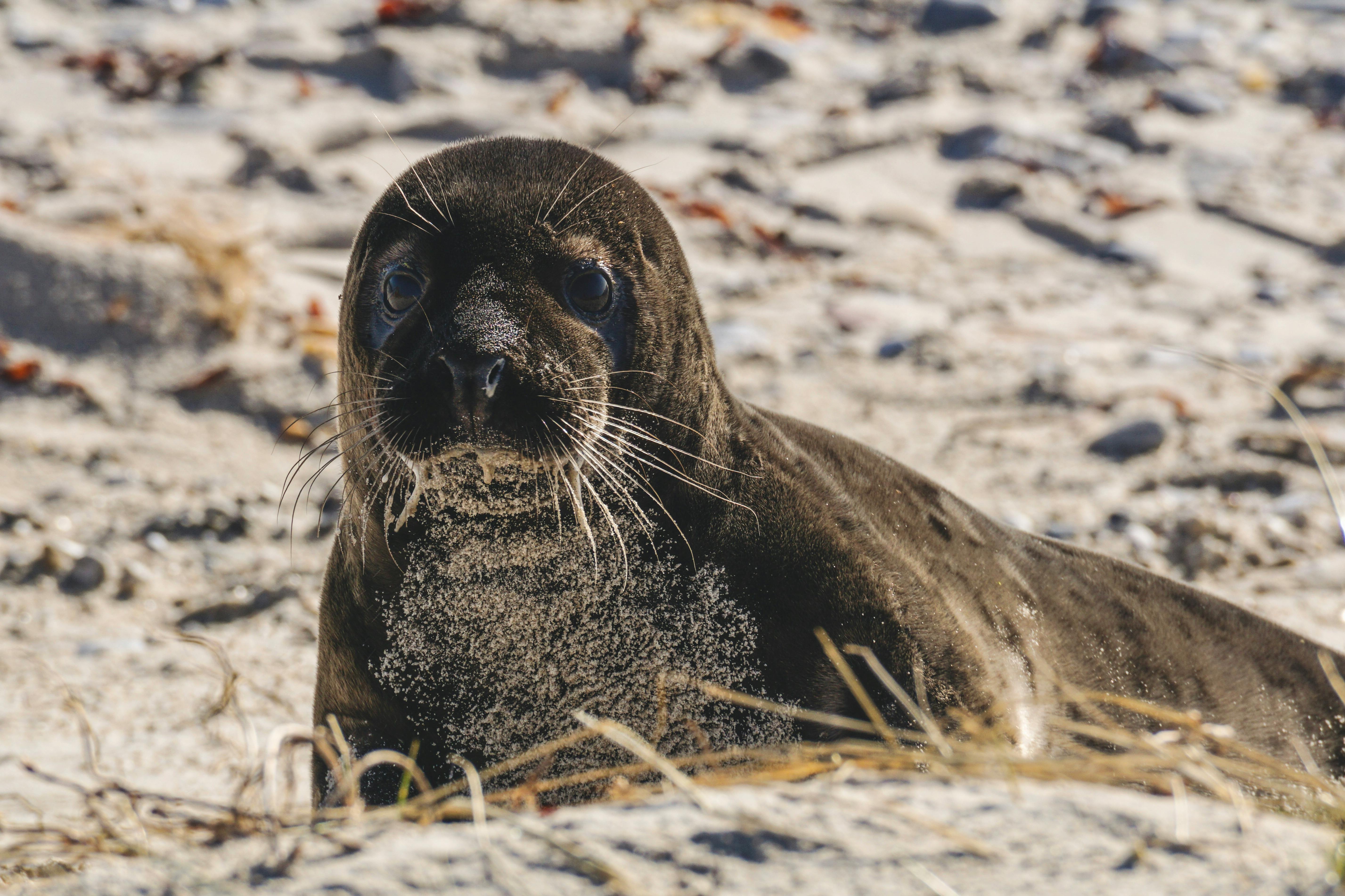 Seal (Тюлень, печать) — морское животное и оттиск