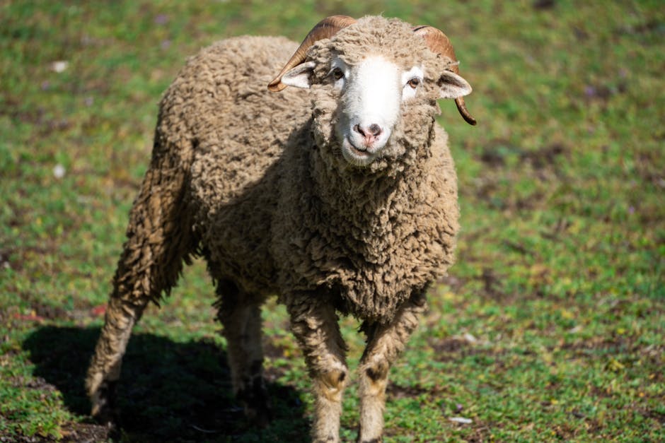 Sheep (Овца) — домашнее животное, дающее шерсть и молоко