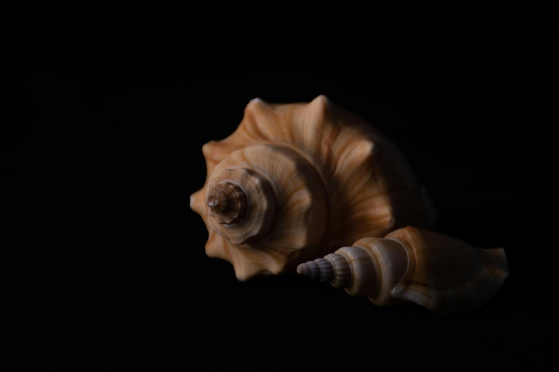 Shell (Раковина, скорлупа) — внешняя защита животных и предметов