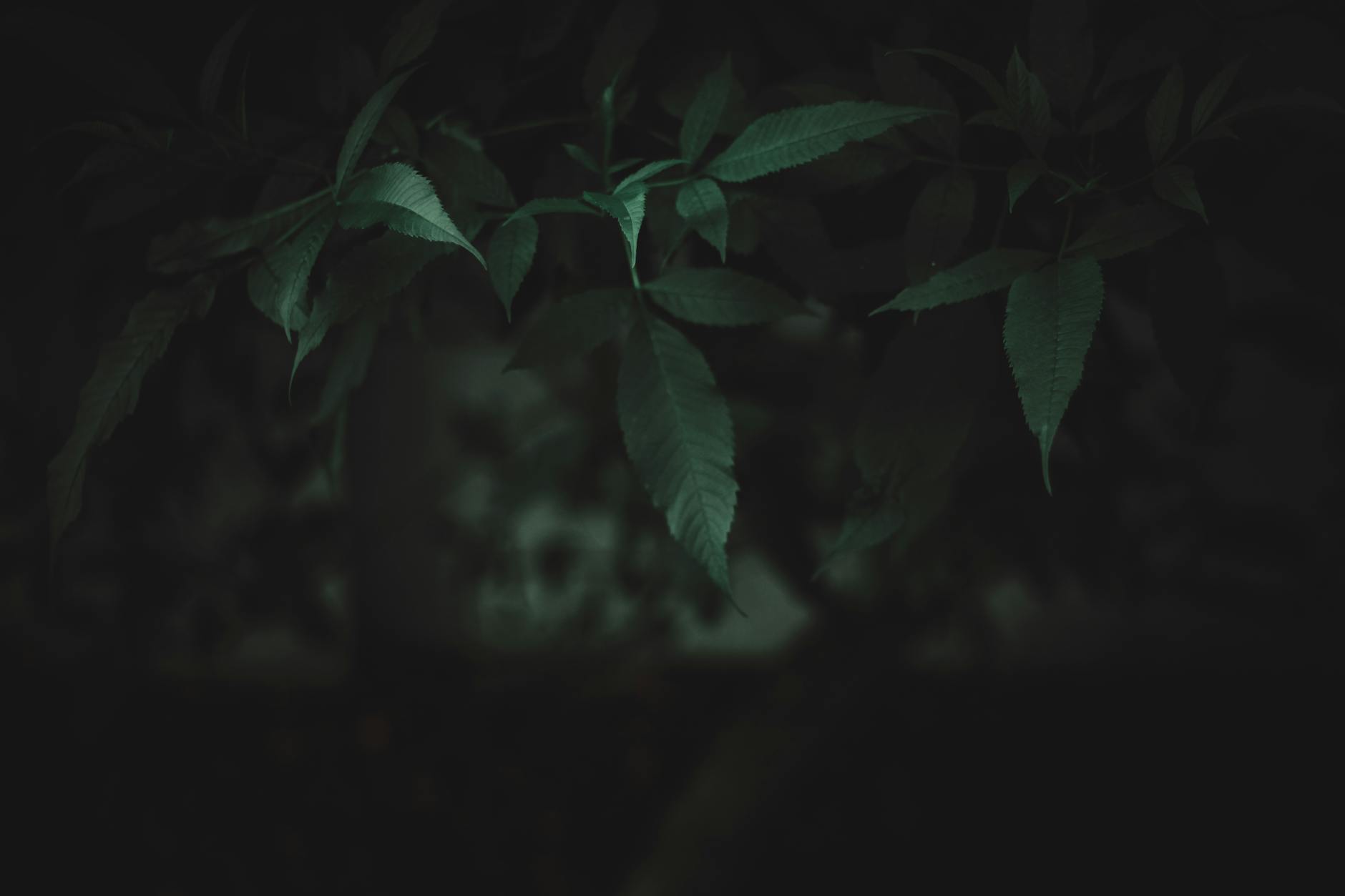 Silent (Тихий) — человек, который не издает звуков